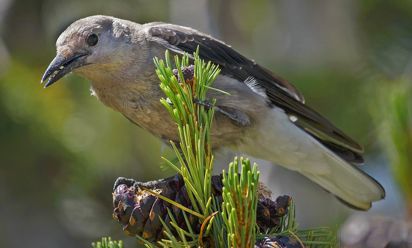 Clark’s nutcracker extracting seeds from a whitebark pine cone. Photo courtesy U.S. Forest Service