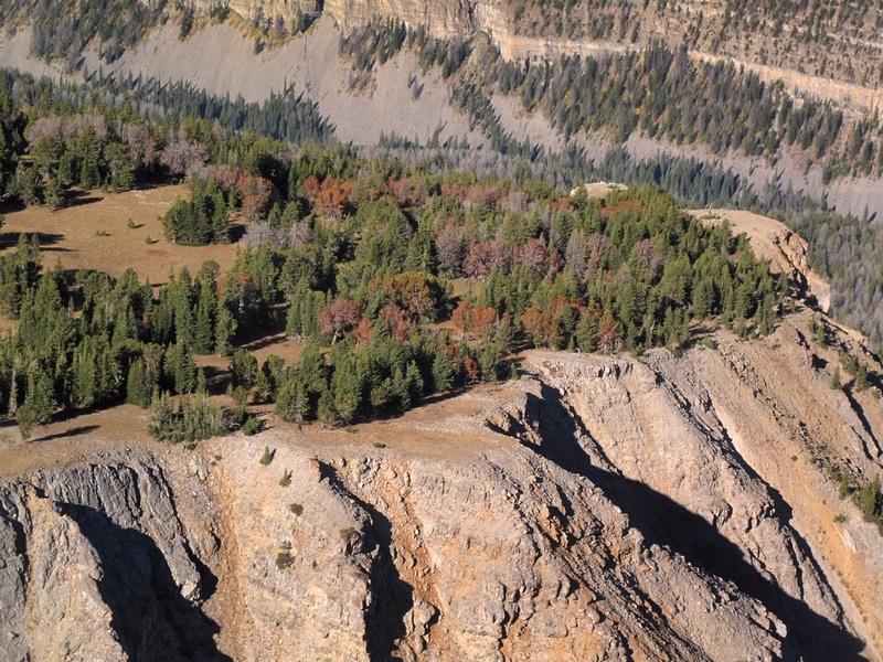 At the top of a ridge, a whitebark pine forest is in the fight of its life.  Photo courtesy Ecoflight (ecoflight.org)