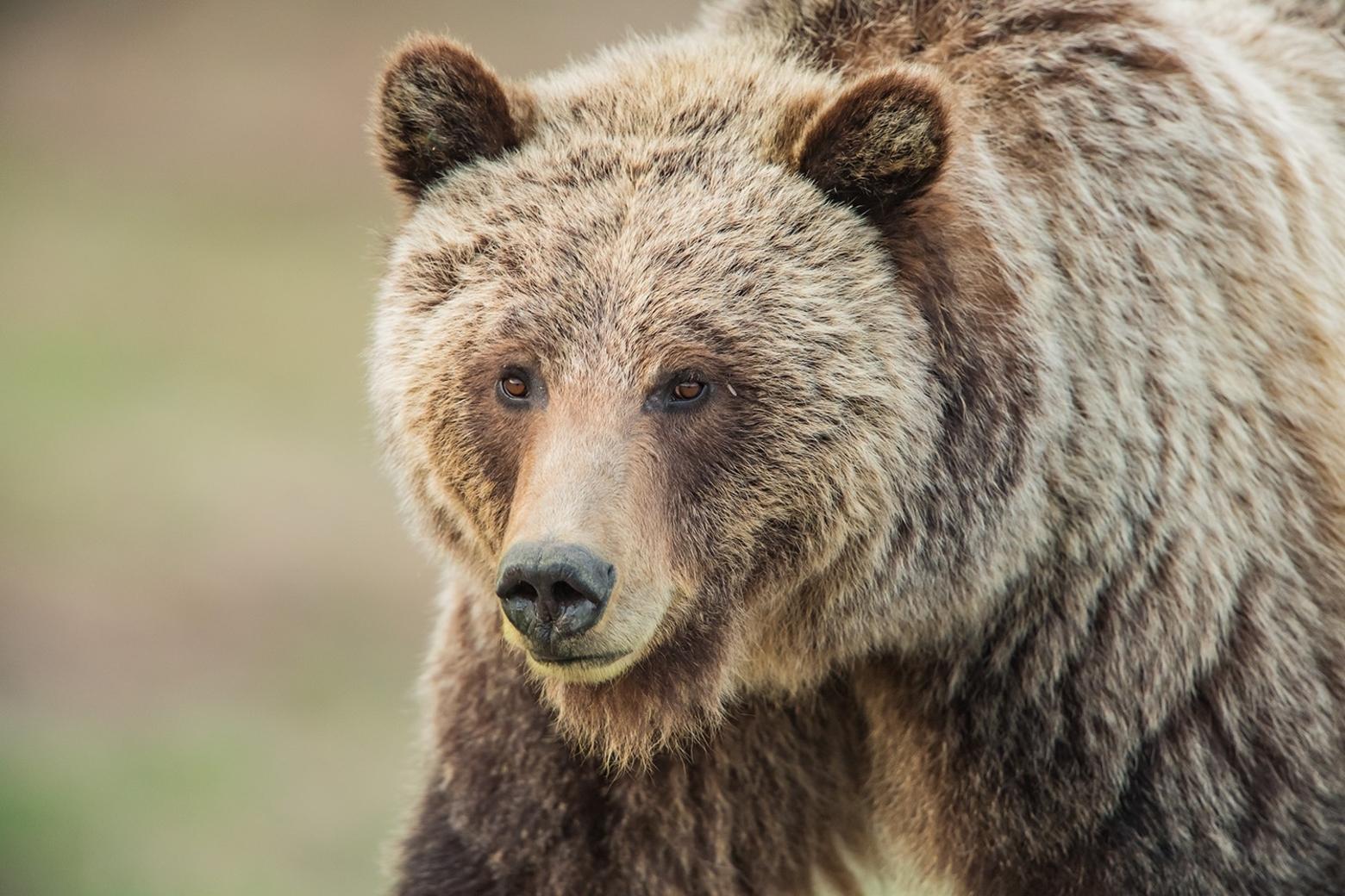 The surival of grizzlies in Greater Yellowstone depends more on the behavior of bears rather than people. Photo by Thomas D. Mangelsen (mangelsen.com)