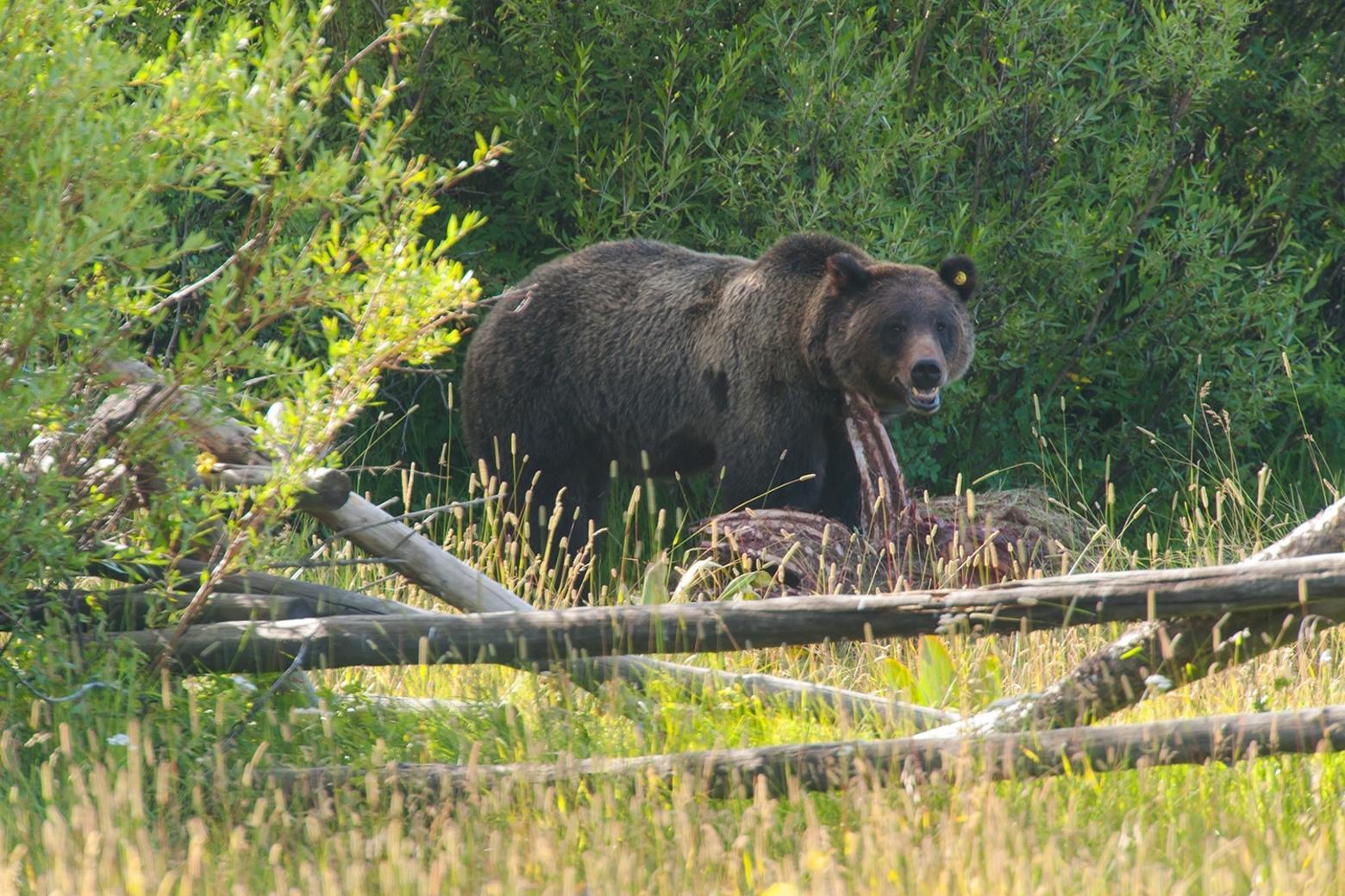 ONE OF THE LAST-KNOWN PHOTOGRAPHS OF GRIZZLY 615, daughter of the legendary Jackson Hole Grizzly 399, and sister to Grizzly 610.  In 2009, a Wyoming hunter, Stephen Westmoreland, shot 615 when she rose from a moose carcass 40 yards away from where Westmoreland was walking out of the Bridger-Teton National Forest, in open terrain, carrying a deer head and cape. Westmoreland shot the bear even though she gave no indication that she was going to charge. If he had deployed bear spray instead of firing several times into 615 and claiming self-defense, she would likely still be alive today,  615 was even fitter than Grizzly 610 who has produced different litters of cubs, just like their mother.  (399 has yielded 17 bears in her own bloodline). It shows the profound effects of removing just a single female grizzly.  Westmoreland was found guilty and fined $500. Is that a sufficient sum to dissuade others from now killing grizzlies which are no longer a federally-protected species? Said Teton County Attorney Steve Weichmann who prosecuted the case: &quot;“This case is about a guy who happens to be an extraordinary guy ... making an unreasonable decision with his rifle at 40 yards from a grizzly.&quot;  Photo by Thomas D. Mangelsen, featured in book &quot;Grizzlies of Pilgrim Creek&quot; (mangelsen.com/grizzly)  Disclosure: Wilkinson is author of the book.