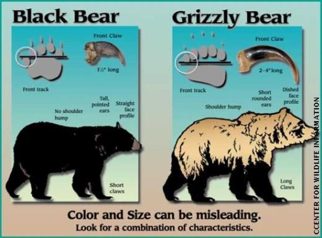 Can you tell the difference between a black bear and grizzly? When a Wyoming off-duty game warden shot a grizzly in 2013, he claimed mistaken identity in his defense. Graphic courtesy Montana Fish Wildlife and Parks