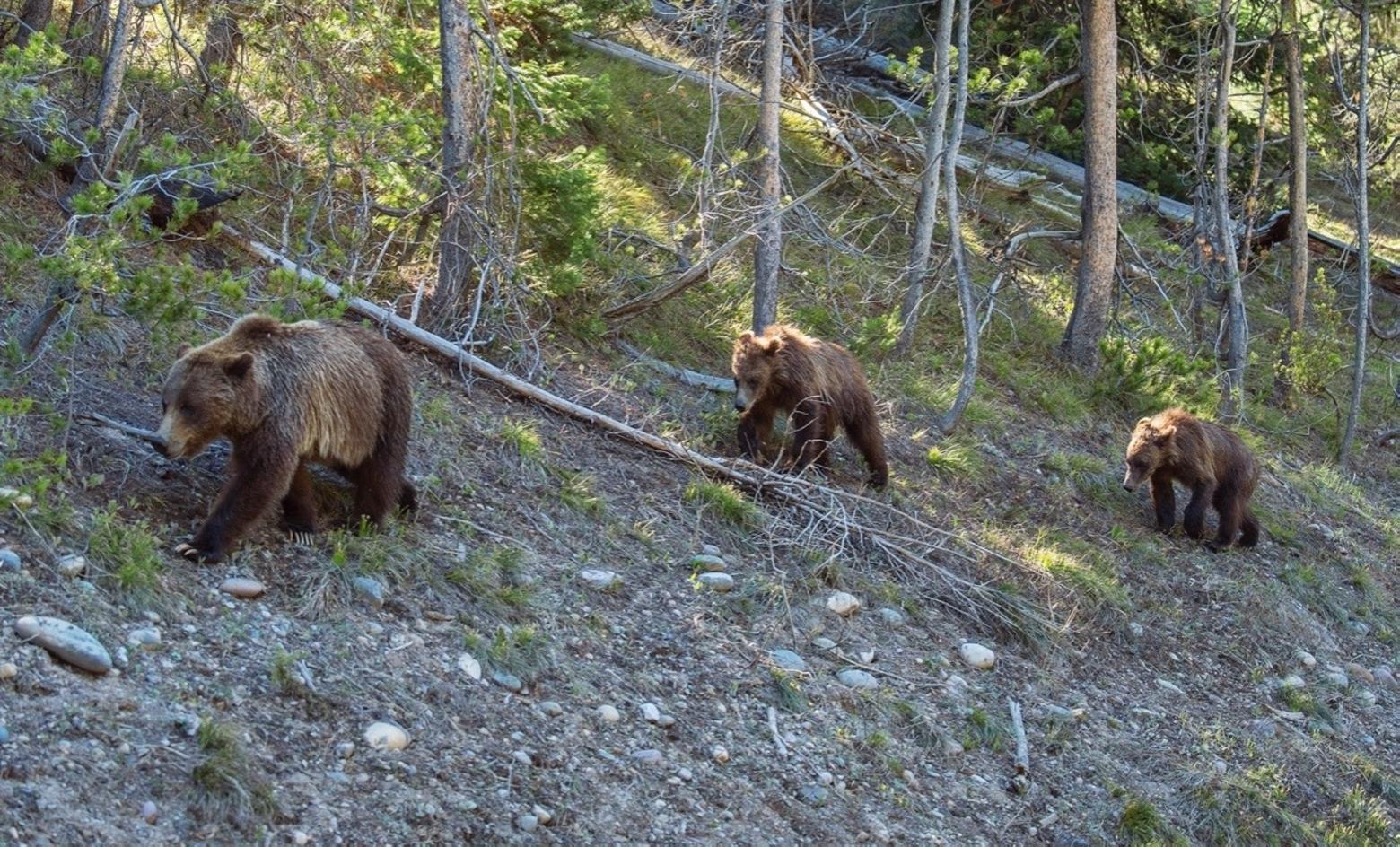 Grizzly mother and cubs, photo by Thomas D. Mangelsen (mangelsen.com)