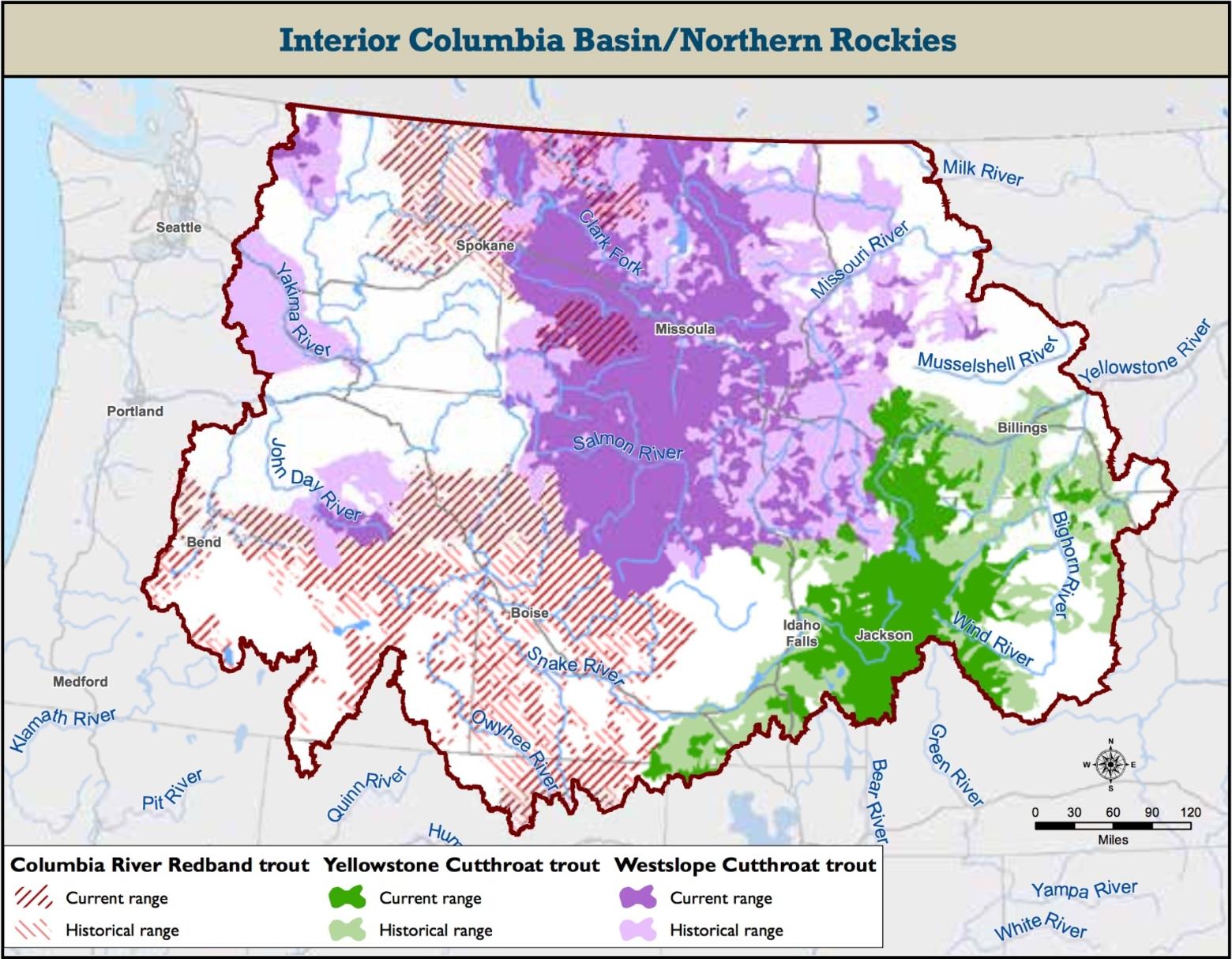A Trout Unlimited map showing historic and current range of native trout in the Northern Rockies and beyond.