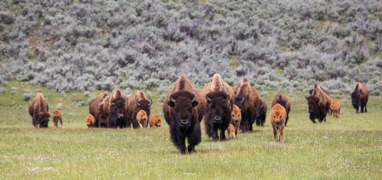 Bison herd with calves in Lamar Valley; NPS / Neal Herbert