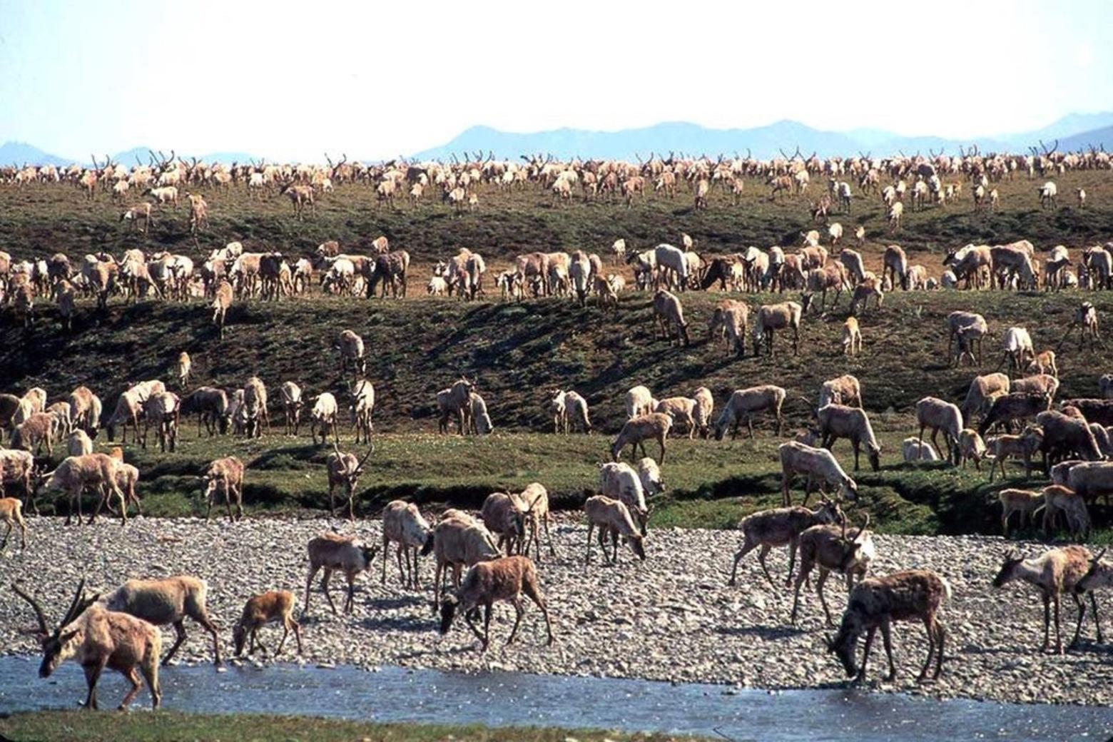 Caribou in the Arctic National Wildlife Refuge. Photo courtesy U.S. Fish and Wildlife Service