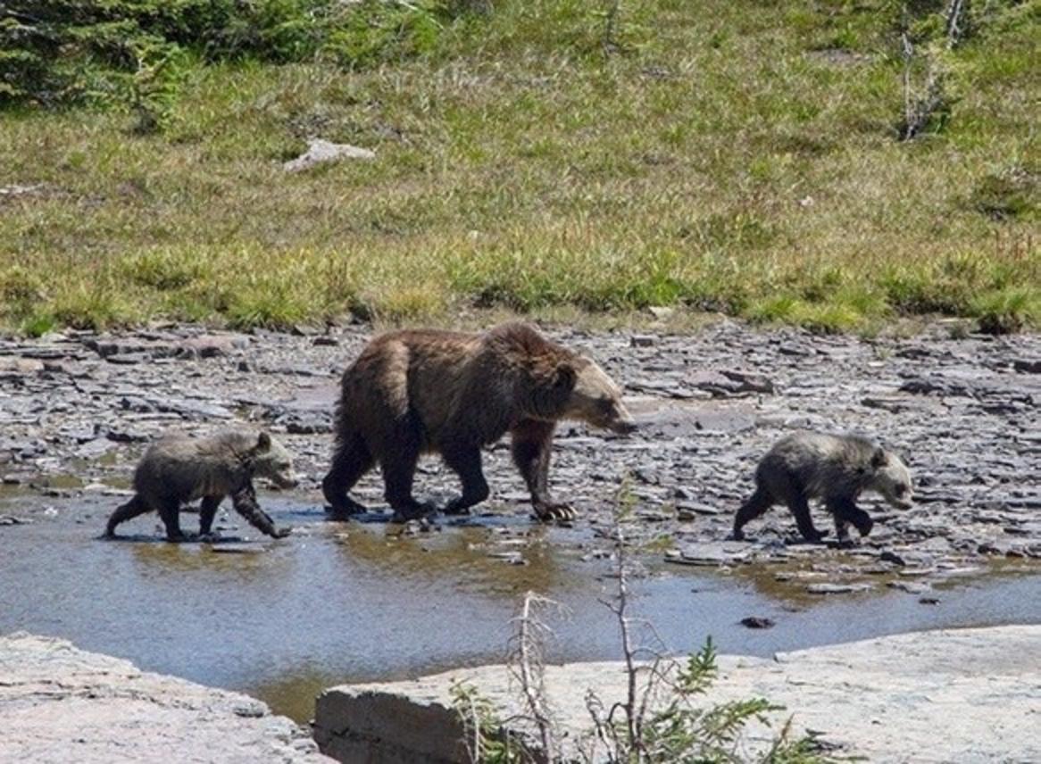 A grizzly mother and two cubs explore terrain around Logan Pass in Glacier National Park, hub of the Northern Continental Divide Ecosystem.  Photo courtesy Andrew Englehom, National Park Service