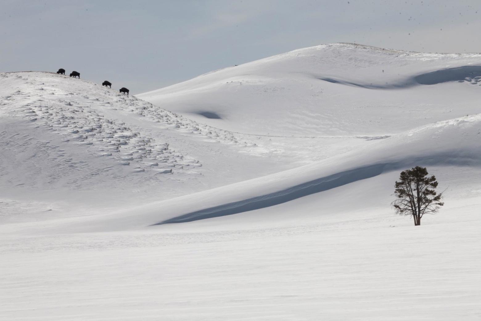 "Snow cornices resembling albino sand dunes grow on the lee side of the hills in the valley. The opposite windward side of the hills is mostly swept clean of snow allowing these bull bison to graze on the forage on the crest, poor as it is, but with a minimum expenditure of energy," Fuller writes. Photo by Steven Fuller