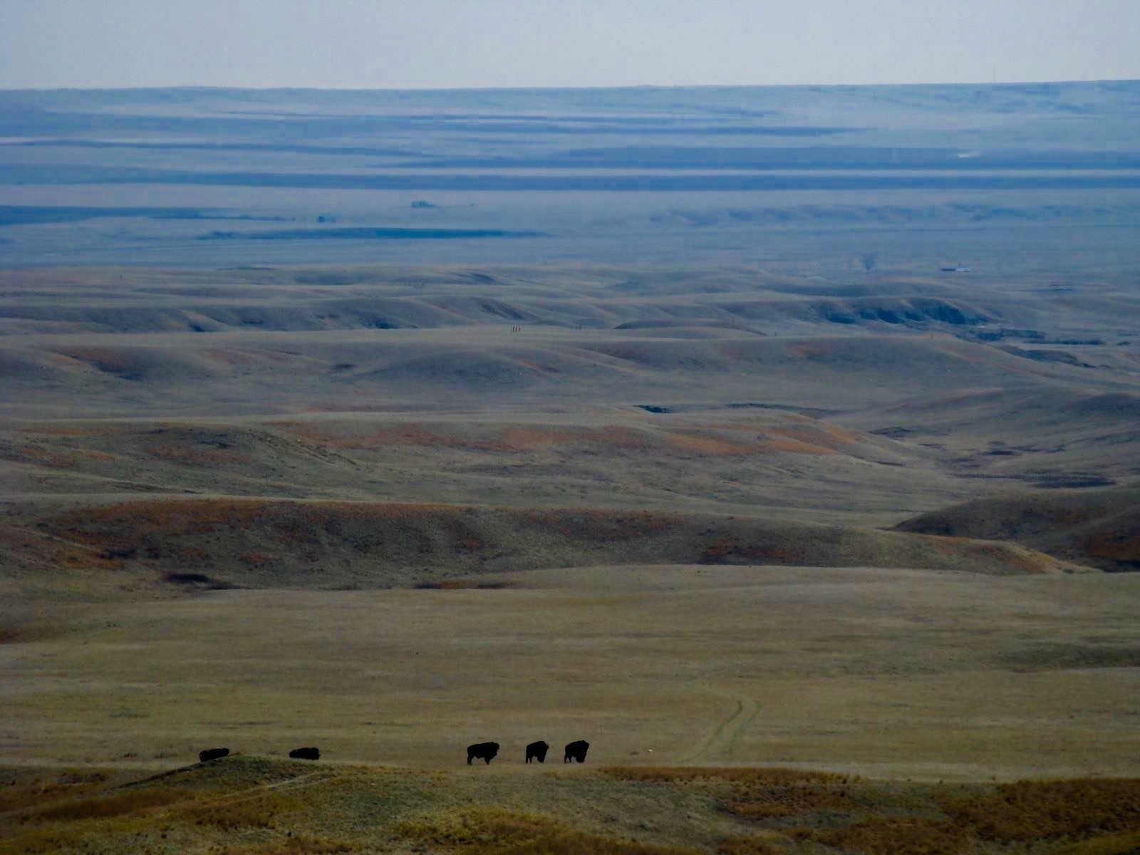 "Fort Peck," Lois Red Elk writes, "my rez and our buffalo."  Photo courtesy Lois Red Elk
