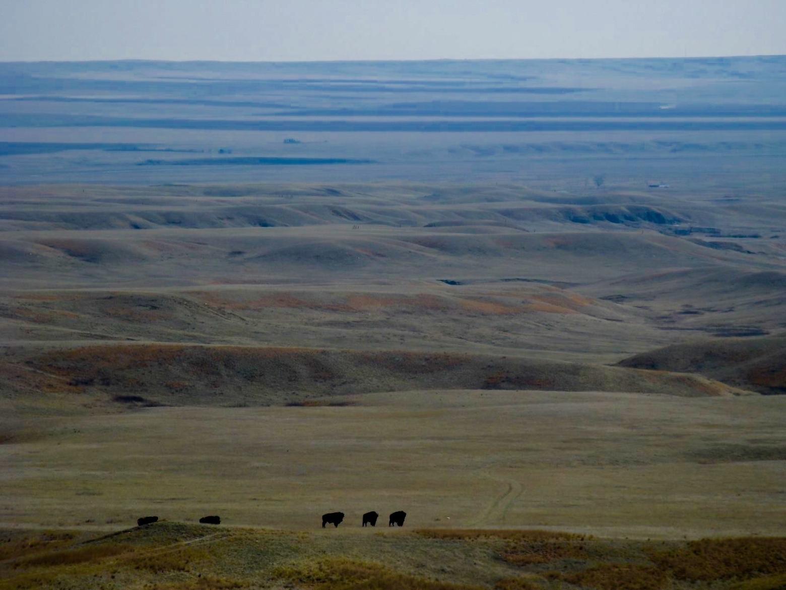 "Fort Peck," Lois Red Elk writes, "my rez and our buffalo."  Photo courtesy Lois Red Elk