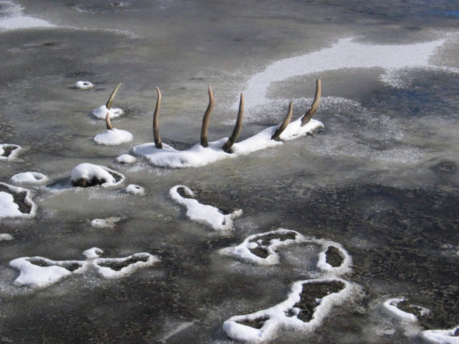 &quot;The antlers of a bull elk who died at the edge of a pond years ago,&quot; Steven Fuller writes. &quot;In the beginning the rack stood high and dry above the boggy surface, the antlers' boney bases and the top of the skull clearly visible, but over the years I have watched it settle ever deeper.  I wonder if the antlers will completely disappear before I do?&quot; Photo by Steven Fuller