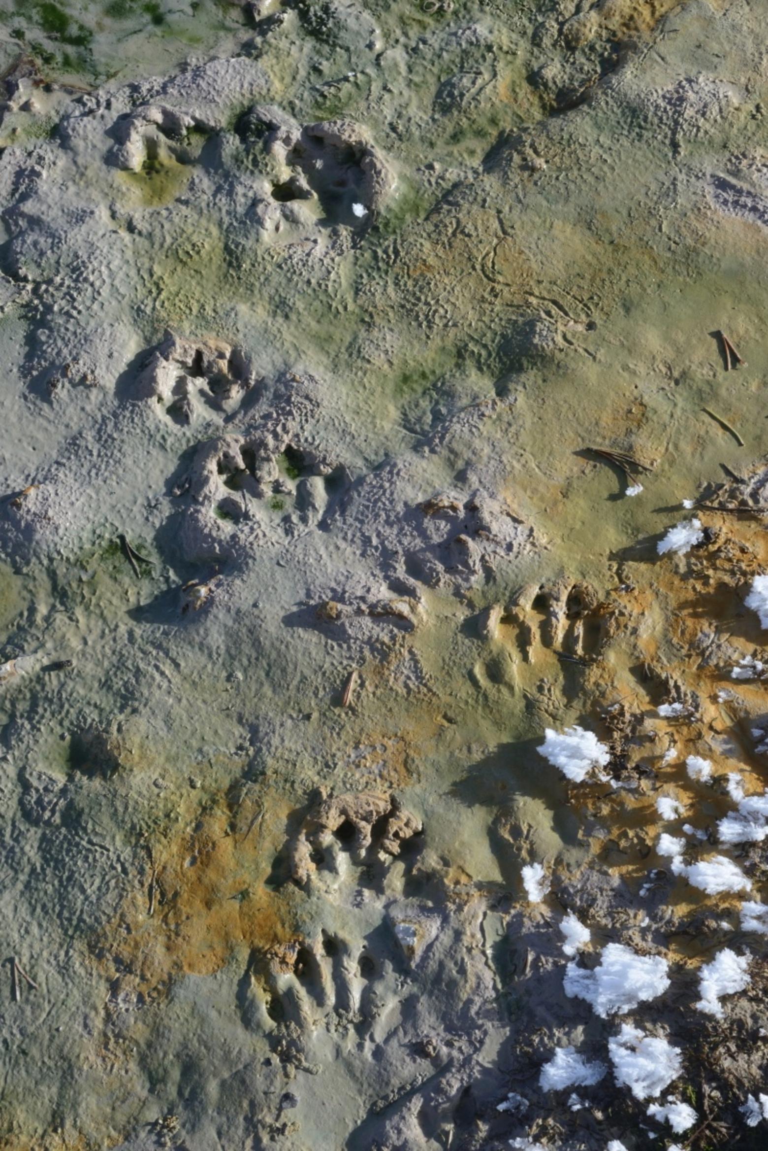 Otter tracks in hydrothermally heated mud next to &quot;frost flowers&quot; at the edge of the Yellowstone River. &quot;The tracks are at the end of an otter slide down a snow slope that leads up to where an otter has eaten several fish leaving only shards of skin, the coarser bones, and a nearby midden of urine and scat,&quot; Fuller says.