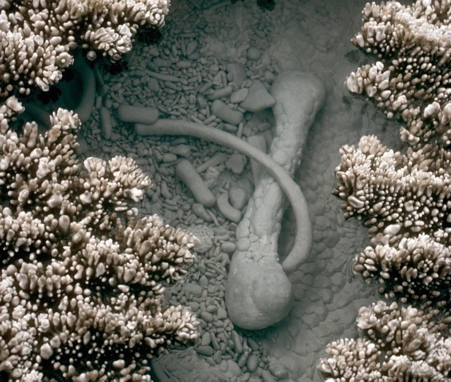 The bones of a coyote that died of injury or age while seeking succor on the warmth of a geyser cone lie in a pool of supersaturated mineral water that is refreshed with each eruption of the geyser, Fuller explains. &quot;The bones provided armatures on which, in the course of years, siliceous sinter was deposited to form an ever thicker encrustation. Mineral deposits eventually closed over the watery window where the bones lay.&quot; Photo by Steven Fuller