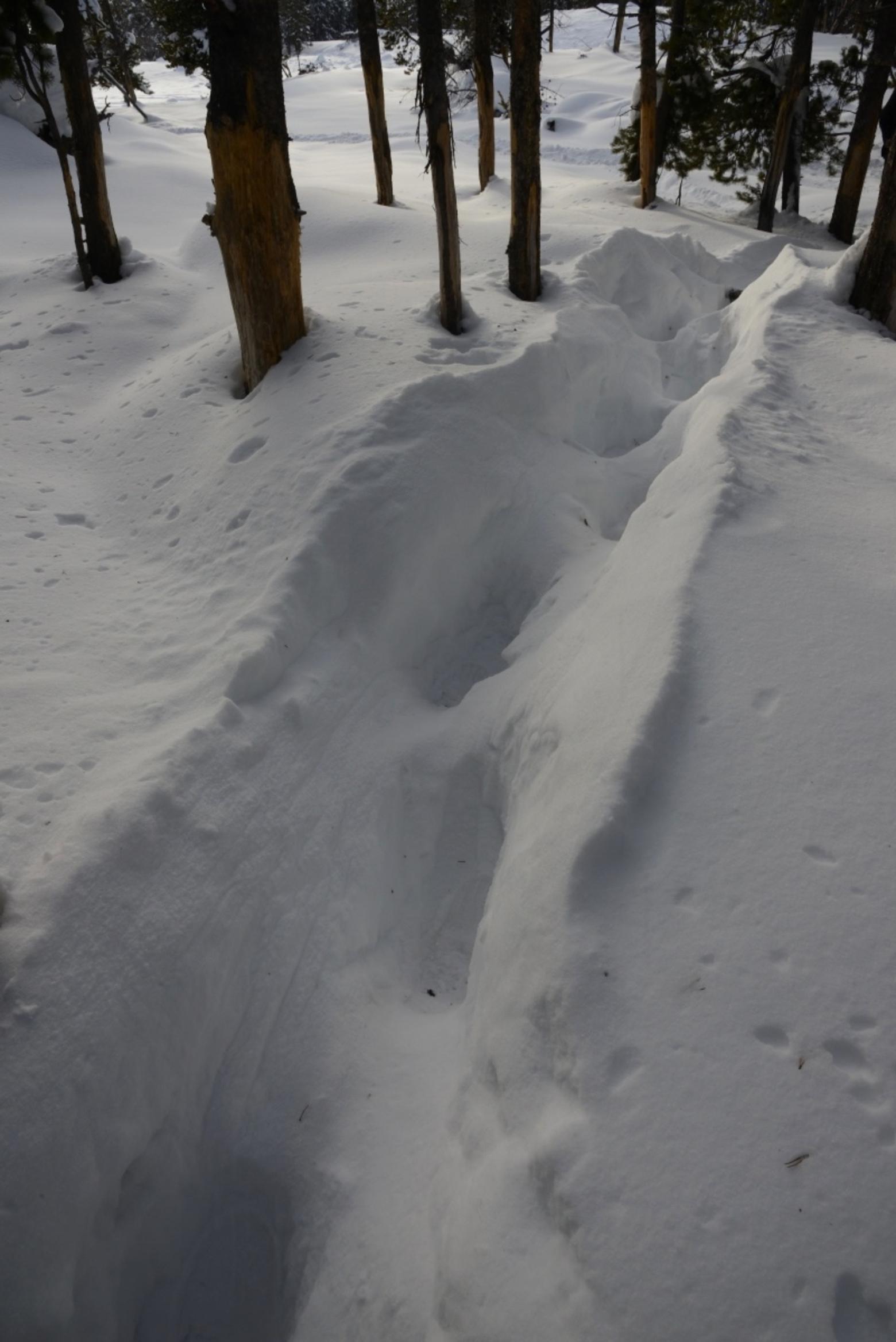 Go your own way: &quot;A deep trench made by a line of bison, a herd of mostly cows and their recent offspring,&quot; Fuller says. &quot;The group probably included some young spike bulls, but certainly no mature or breeding bulls. Each animal steps into the tracks of the one before.  The girth of the shaggy barrel of the largest animals sculpts and smooths the sides of the trench and that of the younger animals does the same for the lower portion of the trench.&quot; Photo by Steven Fuller