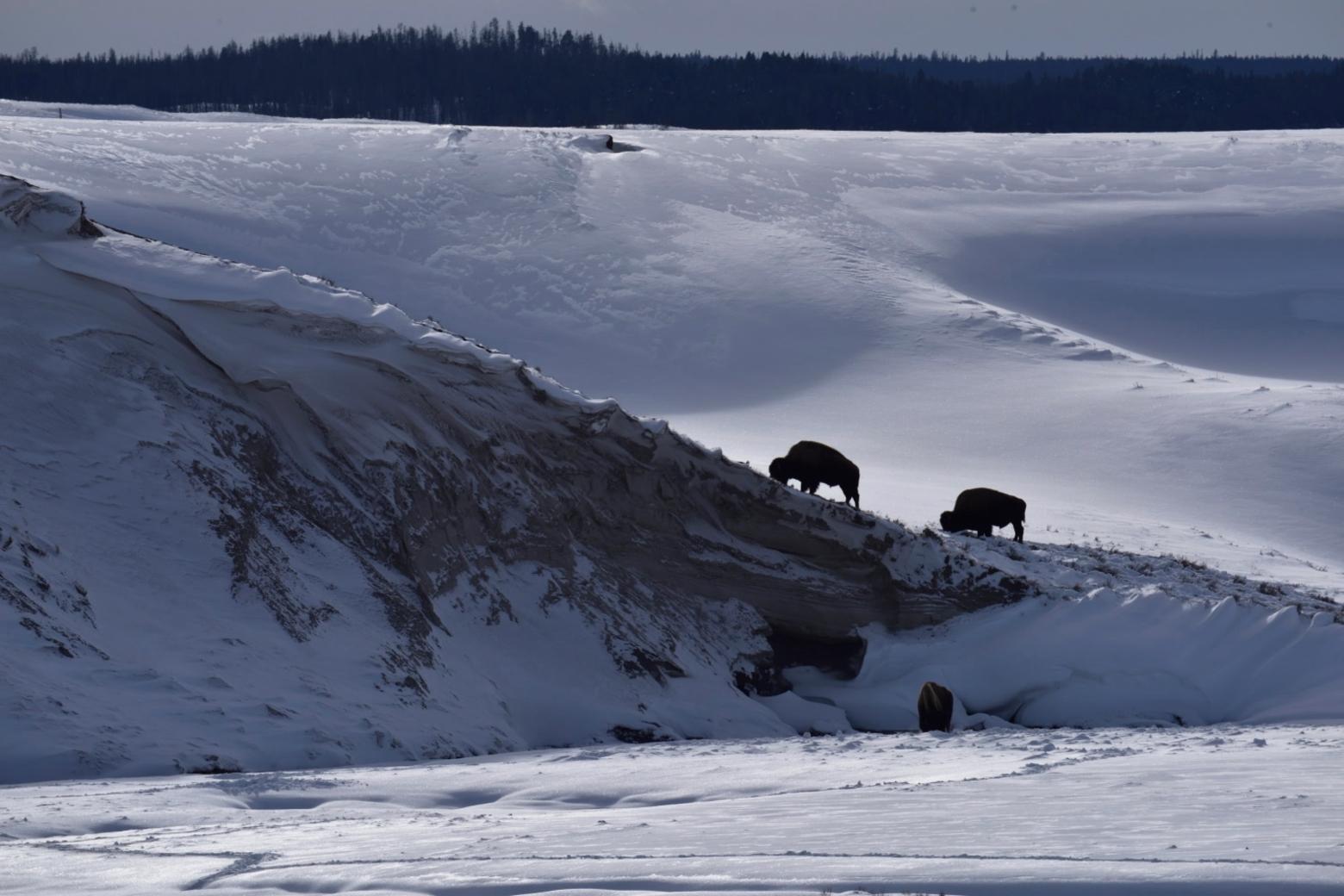 With 46 inches of snow on the ground and wind drifted cornices  many times deeper, these bulls have moved onto windswept ridges. The  graze is poor, but they avoid burning energy plowing through deep snow to get at the graze below. Whatever their strategy by this time  in the winter they are burning more energy than they are taking in. The equation will kill some of them before spring.