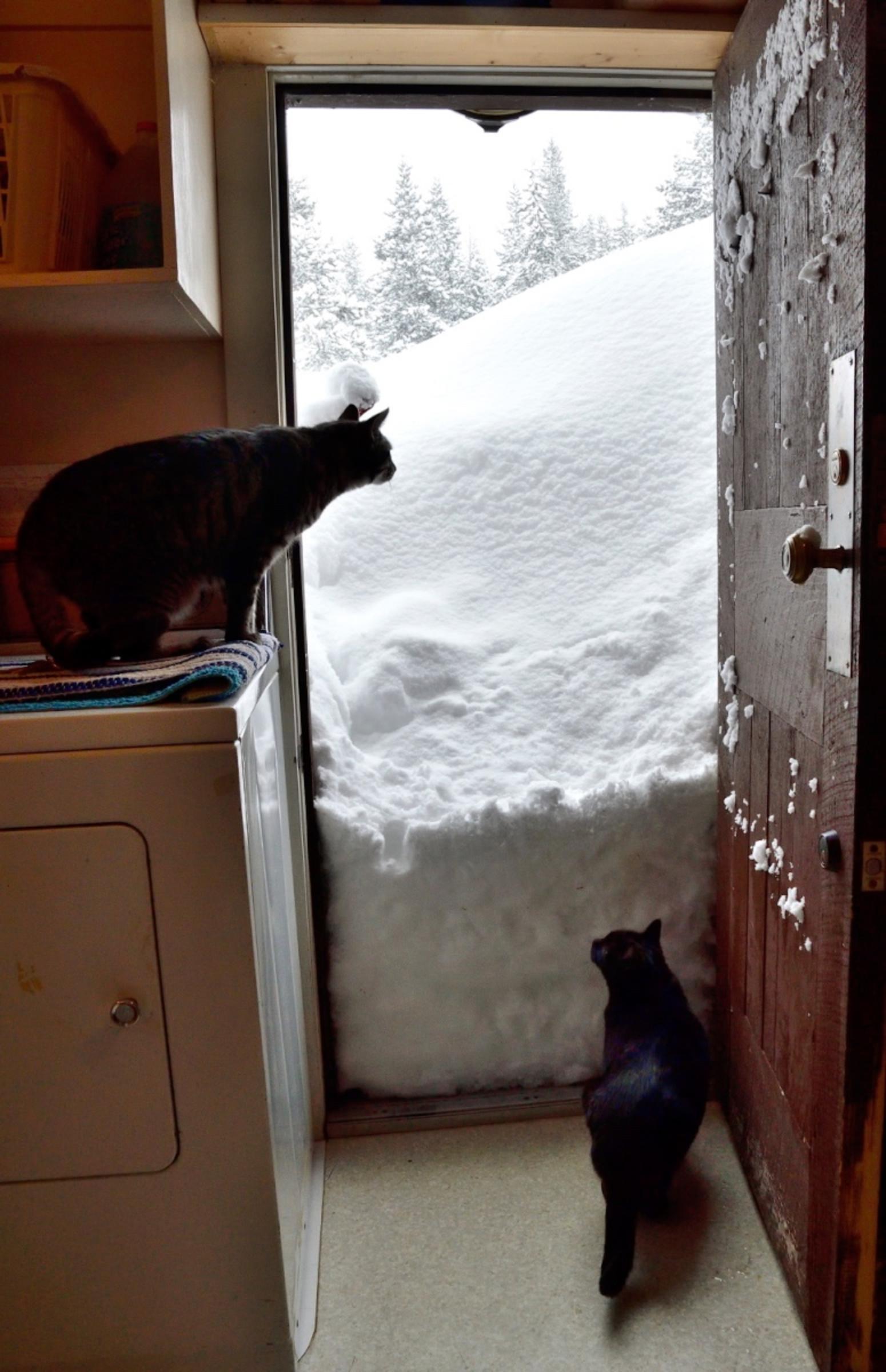 The drift at the back door, my winter entrance, the next morning.  There was much more to come. Tiger and Black Girl, permanently confined to quarters, long for the snowy world outside. At the foot of the door were tracks and urine left by a pine marten.