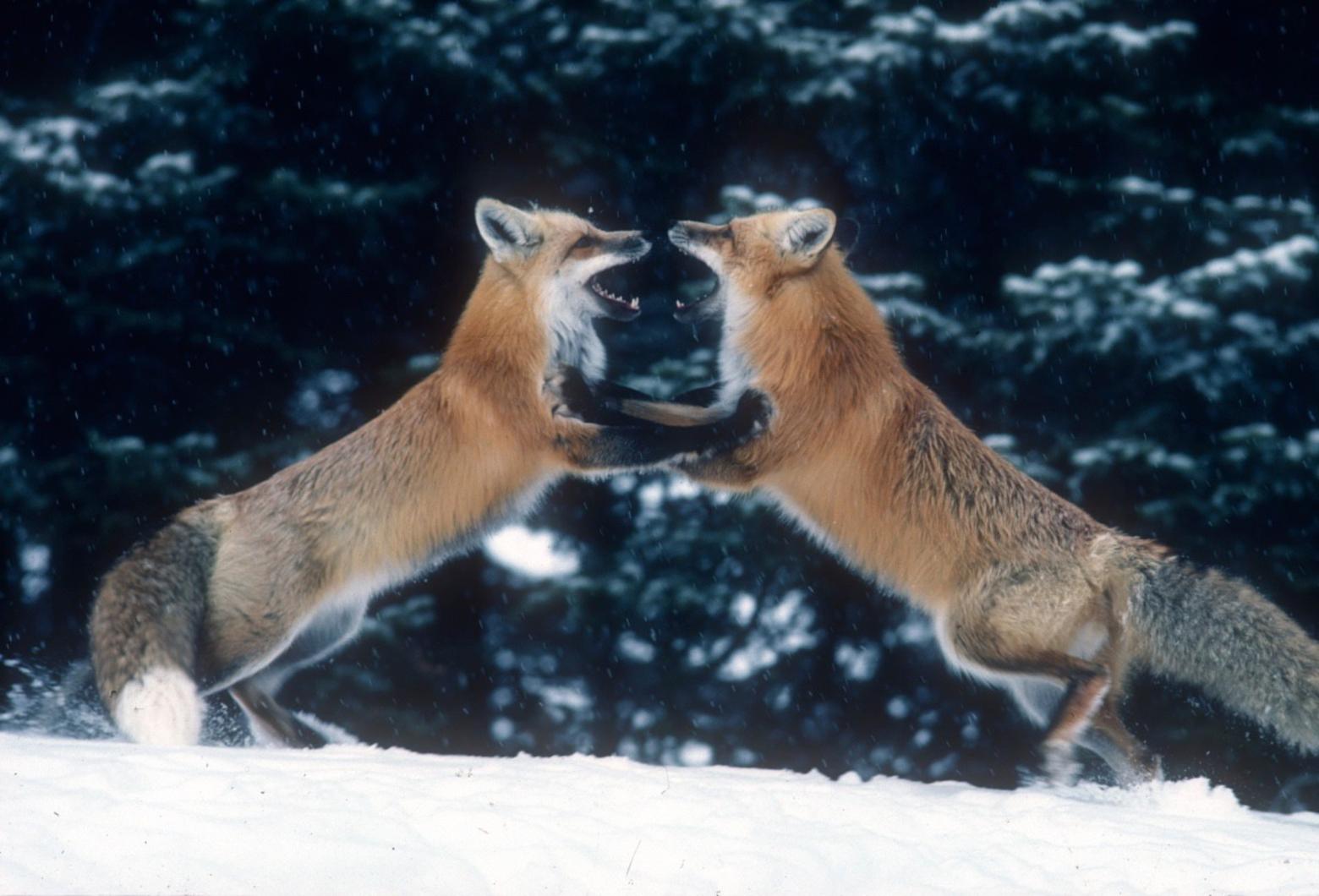 Fuller's photo, "Dancing Foxes," which won him an award.