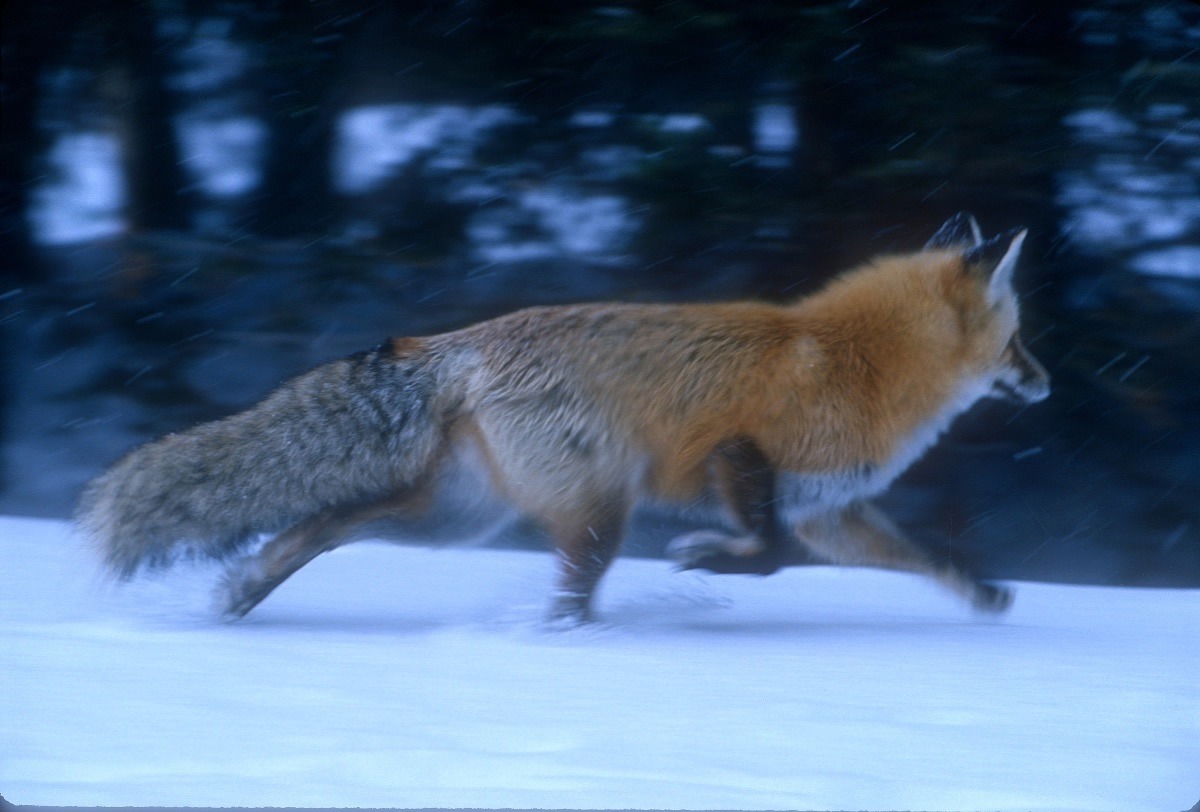 A Yellowstone fox in twilight trots toward the sound of stirring voles. Photo by Steven Fuller