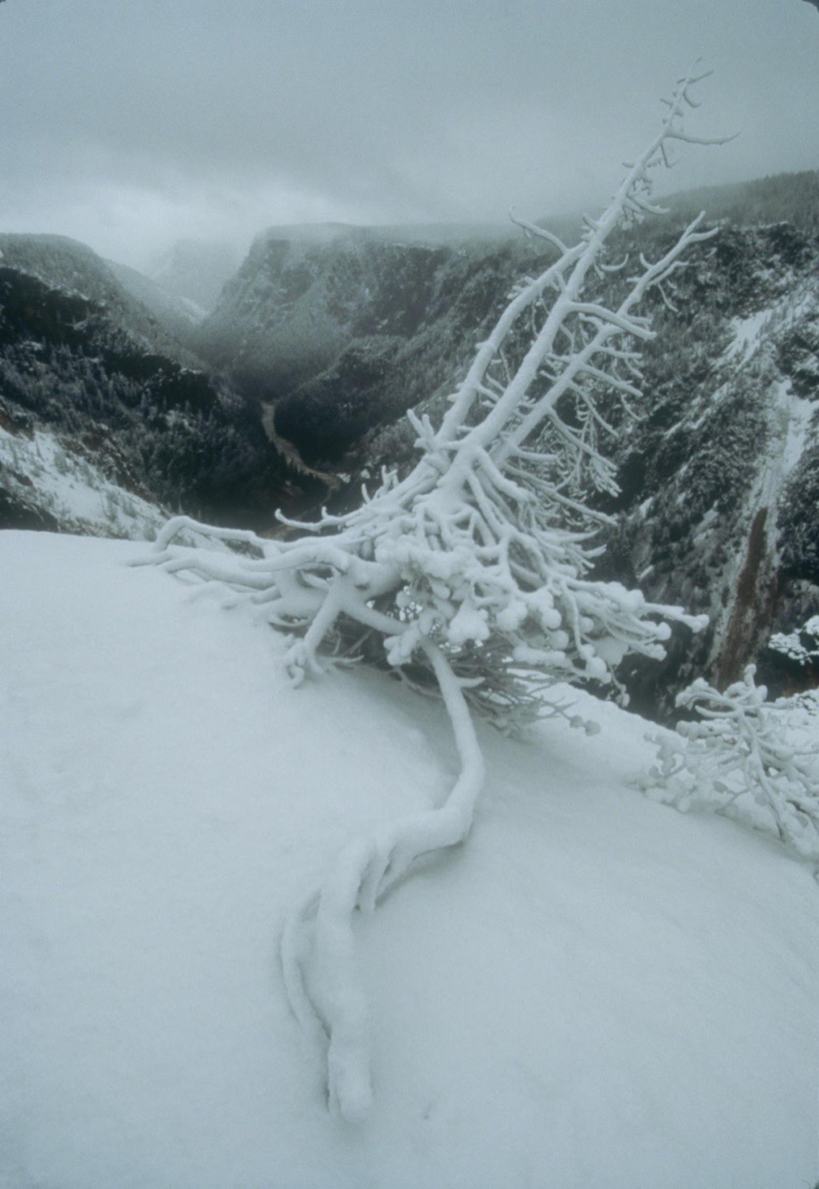 "A winter snowstorm embellishes this old pine snag that has extended a formidable root in an attempt to belay the itself from being drawn into the maw of the canyon," Fuller notes. "Think of clawing your fingernails in slow motion into the top edge of a cliff with a 1,200-foot exposure. Eventually the pull of gravity over-whelmes the life force in all of us." Photo by Steven Fuller