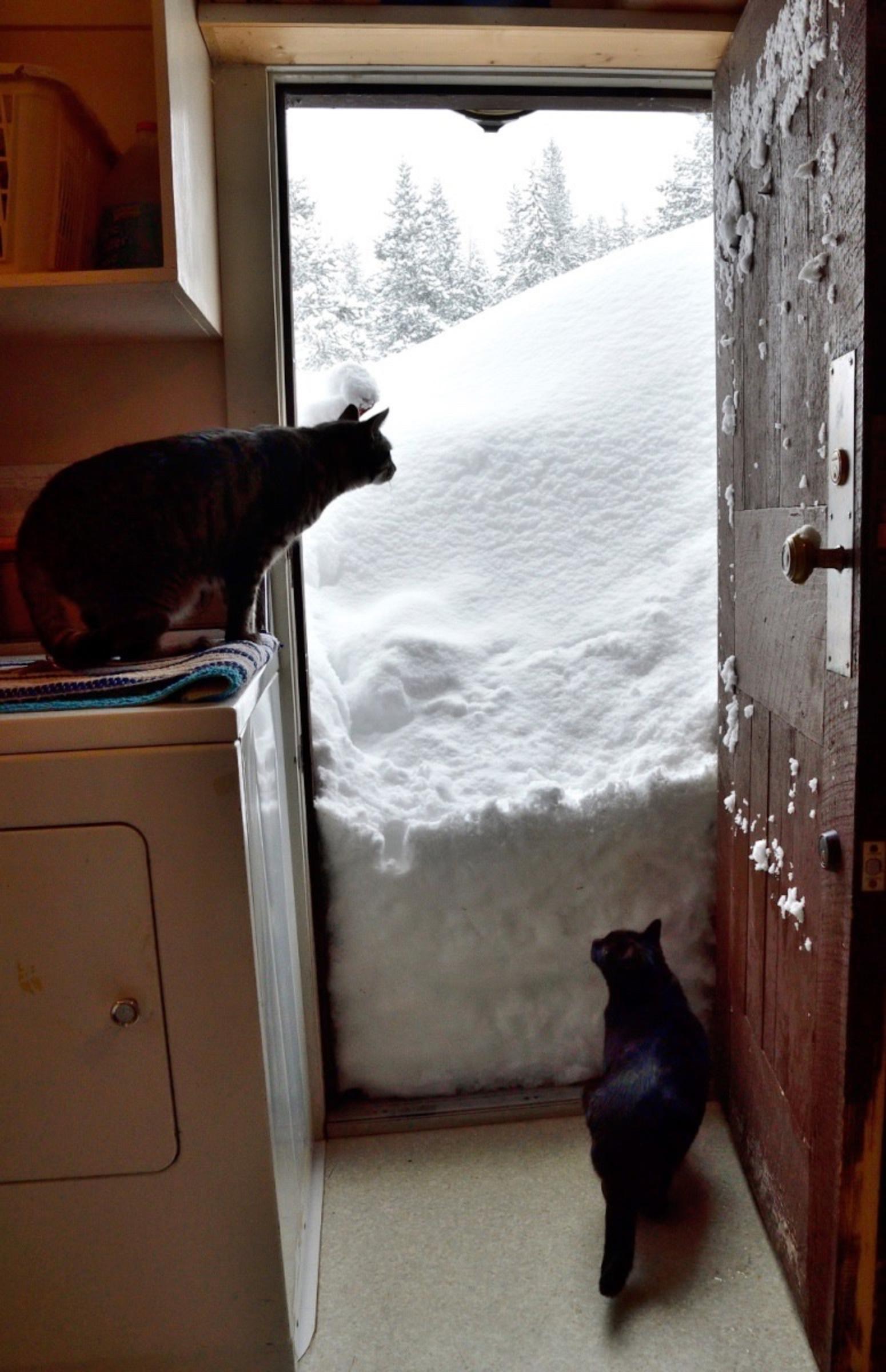 The drift at the back door, my winter entrance, the next morning. There was much more to come. Tiger and Black Girl, permanently confined to quarters, long for the snowy world outside. At the foot of the door were tracks and urine left by a pine marten.