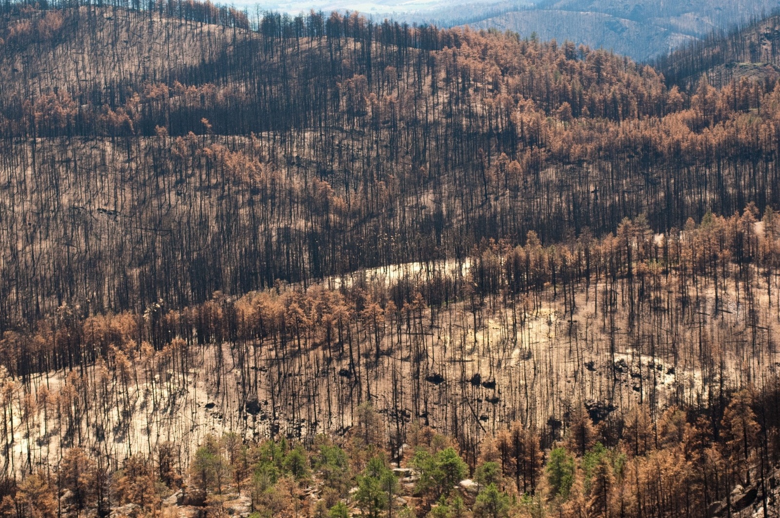 As western forests dry, trees become weakened and, as Olsen says, are &quot;sitting ducks&quot; for outbreaks of voracious mountain beetles. If lack of moisture doesn't kill trees, insects will, leaving forests with dead needs temporarily more susceptible to burning.  Photo of national forest in Colorado courtesy USDA
