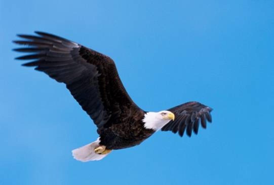 A bald eagle: &quot;eagles carry our prayers to the great spirit,&quot; Red Elk says. &quot;In our Dream Society, the eagle often relays messages to other dreamers.&quot; Photo courtesy US Fish and Wildlife Service