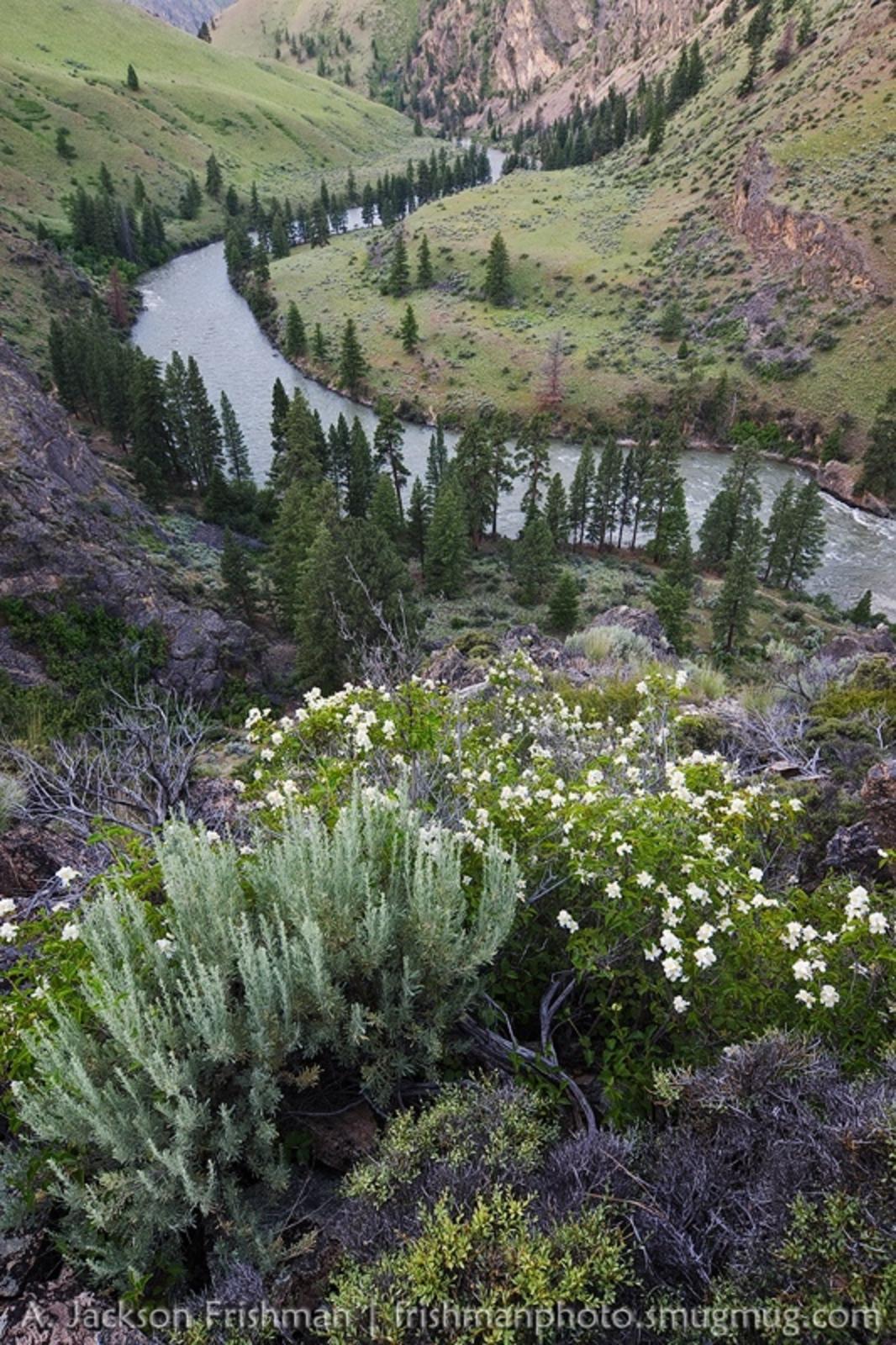 Blooming syringa above the Middle Fork of the Salmon, Idaho. Photo by Jackson Frishman