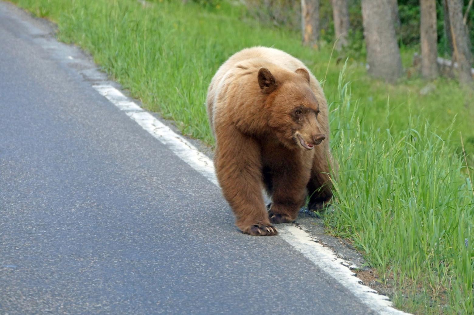 Black bear crossing the road near Obsidian Creek; NPS / Diane Renkin