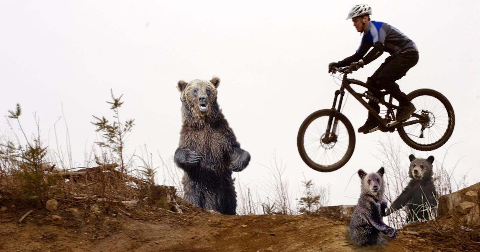 Composite photo by MoJo staff.  Biker photo courtesy Courtney Nash.  Large bear photo courtesy Wikimedia user Kallerna.  Cub photos courtesy Yellowstone NPS