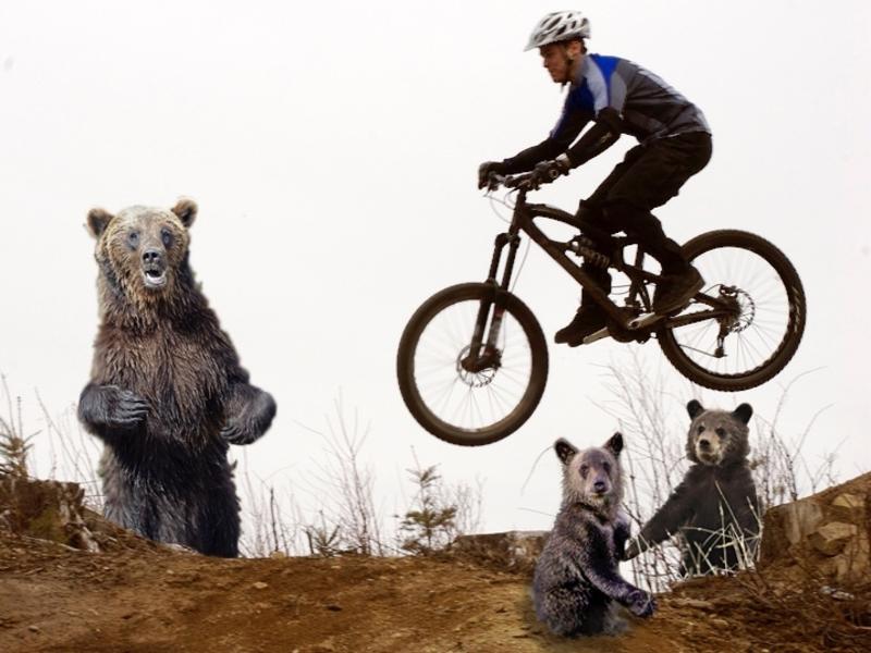 Composite photo by MoJo staff.  Biker photo courtesy Courtney Nash.  Large bear photo courtesy Wikimedia user Kallerna.  Cub photos courtesy Yellowstone NPS
