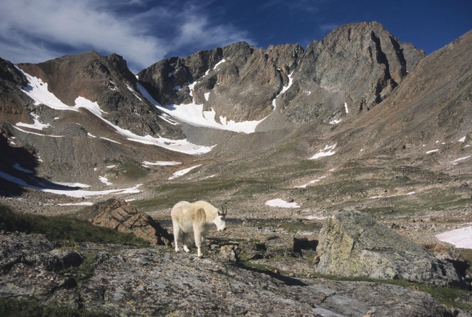 A mountain goat roams the Sky Top drainage below the south face of 12,799-foot Granite Peak – Montana's highest summit located in the Beartooth Mountains. Photo courtesy Rick and Susie Graetz