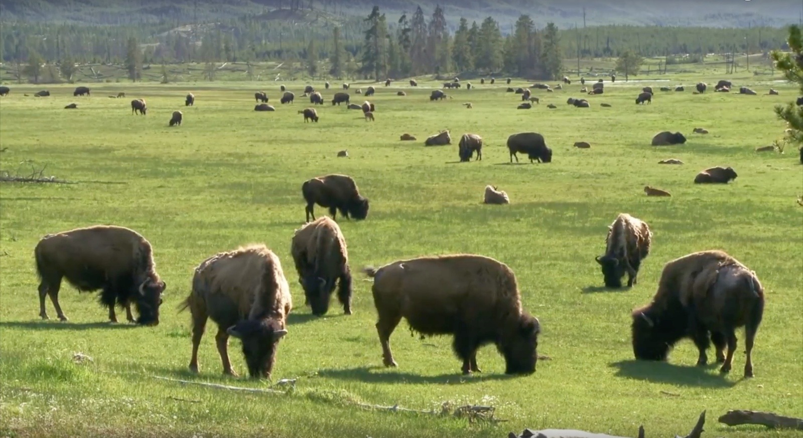 Still image taken from Yellowstone NPS video