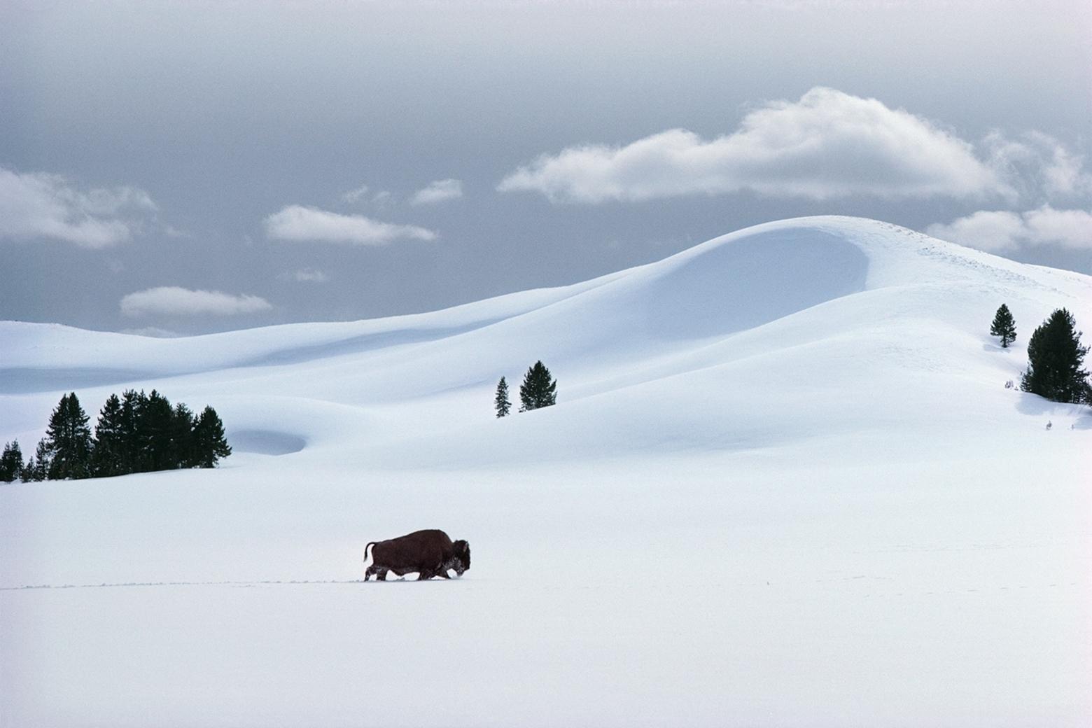 "I have long thought of Yellowstone in winter as an albino desert of snow dunes where much of the water is locked up in crystalline solids," Fuller observes. "In Yellowstone, as in Namibia, the landscape is often animated by large spectacular animals. Here a bull bison makes his way across the mid-winter snowscape, a harsh environment of deep cold and deep snow but one in which he is at home."