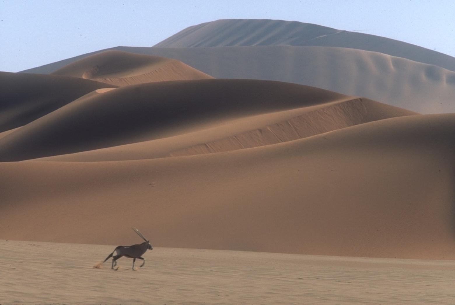 A Gemsbok moves amid the great dunes of the Namib Desert. The species is highly adapted to life in the often waterless, intensely hot, fierce environment it makes its own. Both environments take their toll on individuals but in both worlds the species thrive. Photos by Steven Fuller