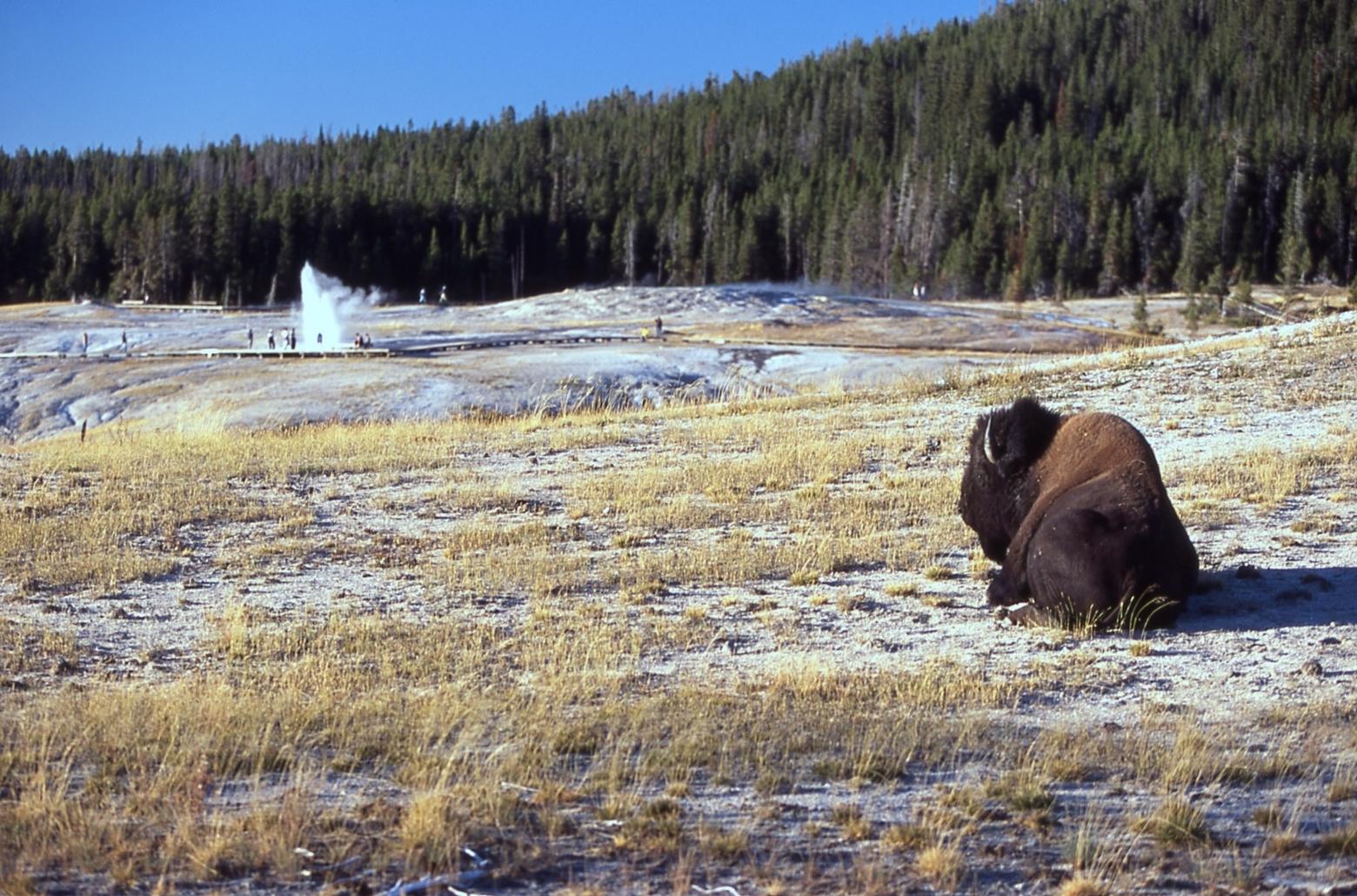 A bison bull in the Old Faithful area. Bison have injured more tourists in Yellowstone than any other animal. Photo courtesy Jim Peaco/NPS