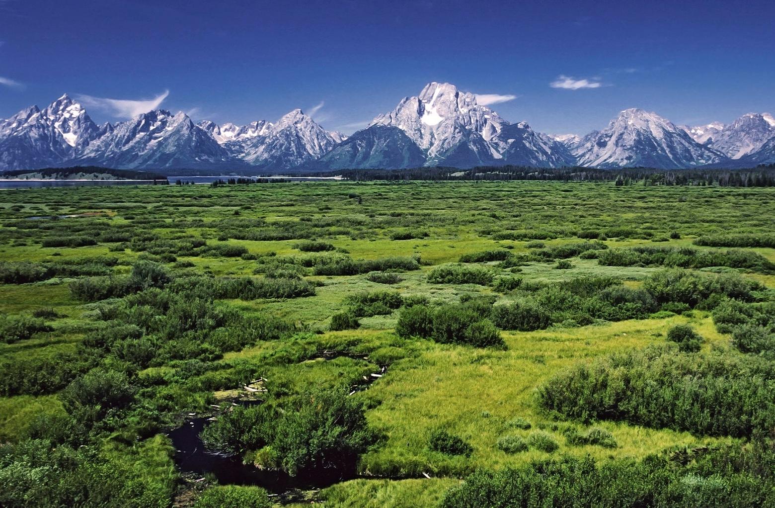 The "Sagebrush Rebellion," rooted in anti-federal sentiment and today closely associated with the Bundys, did not begin with former Interior Secretary James Watt and the Reagan Administration. It goes back generations and Jackson Hole was a touchstone for one of the early manifestations. In 1943, then Teton County Commission Chairman Clifford Hansen (a local rancher who would go on to become Wyoming governor and a U.S. senator), lead a protest by driving cattle across a new national monument that would eventually become today's Grand Teton National Park. Those advocating protection and assisted by the largesse of John D. Rockefeller Jr., argued that it was important to safeguard the foreground of the Tetons and not have scattershot development destroying the view and wildlife habitat. Hansen predicted economic calamity if the lands were protected. Later in his life he said he was glad he failed in his attempts to thwart conservation. Photo courtesy Michael Gäbler/Wikimedia Commons