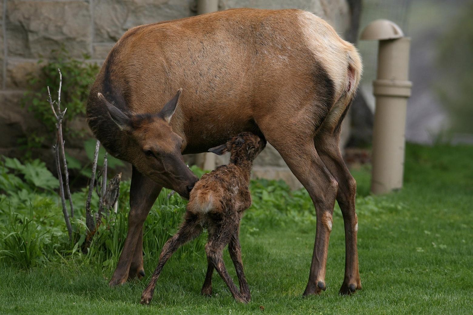 Thirty two minute-old-elk calf in Mammoth Hot Springs; Jim Peaco/NPS