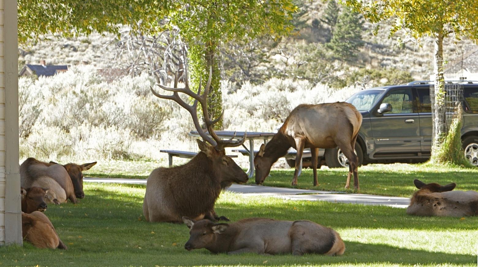 Bull elk and harem in Mammoth Hot Springs; Jim Peaco/NPS