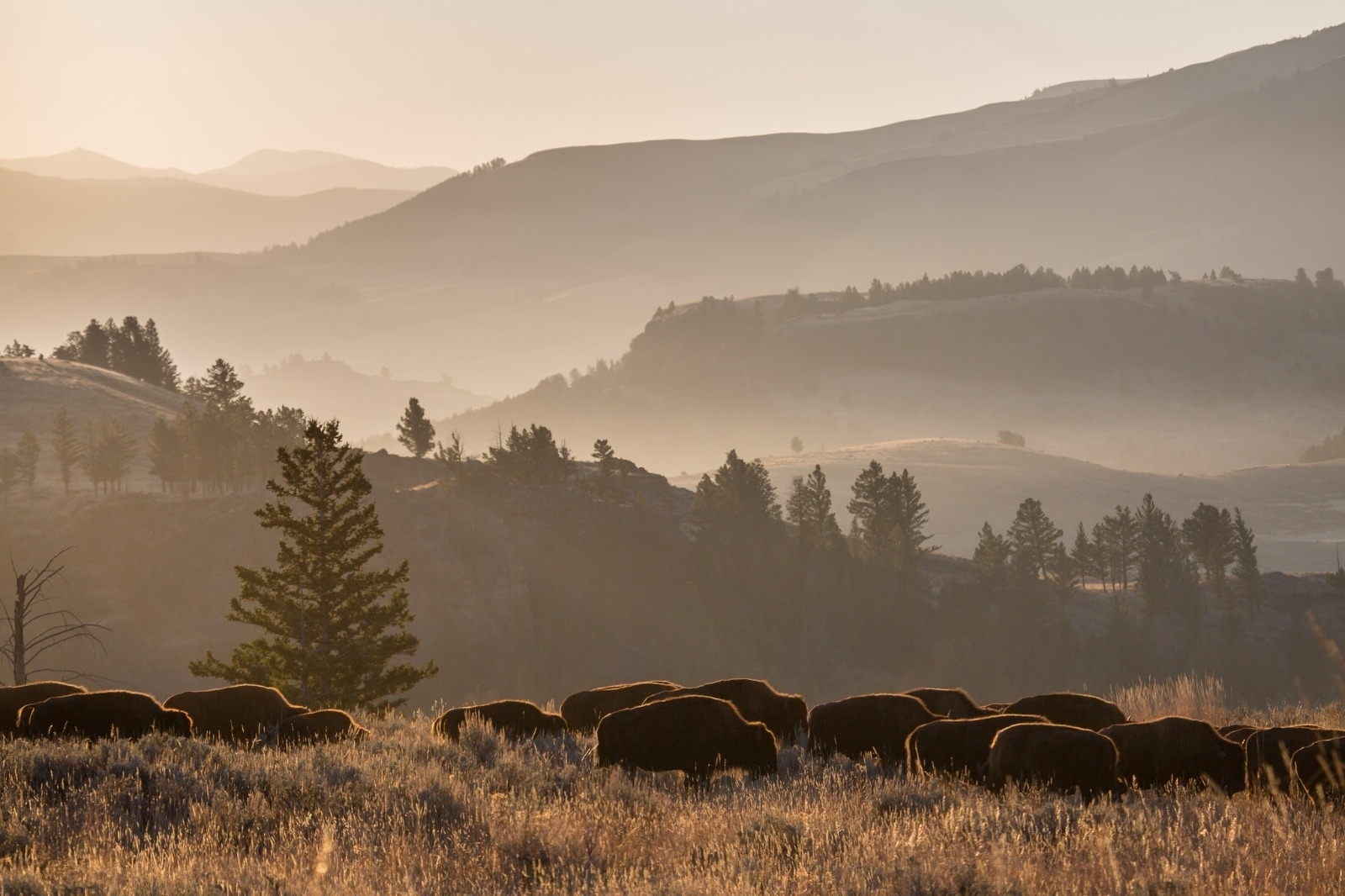 After decades of needless slaughter resulting in the deaths of more than 11,000 Yellowstone bison, Dan Wenk had devoted the final months of his 42-year-career to getting a new bison management plan written with Montana that would bring more tolerance for bison outside the park and reduce the annual death toll.  In fact, Interior Secretary Ryan Zinke tasked Wenk with getting it done. 