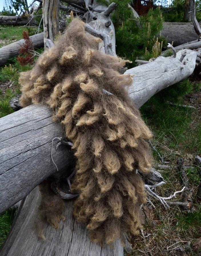 A clump of bison wool hangs from a rubbing log, shed in advance of the coming summer.