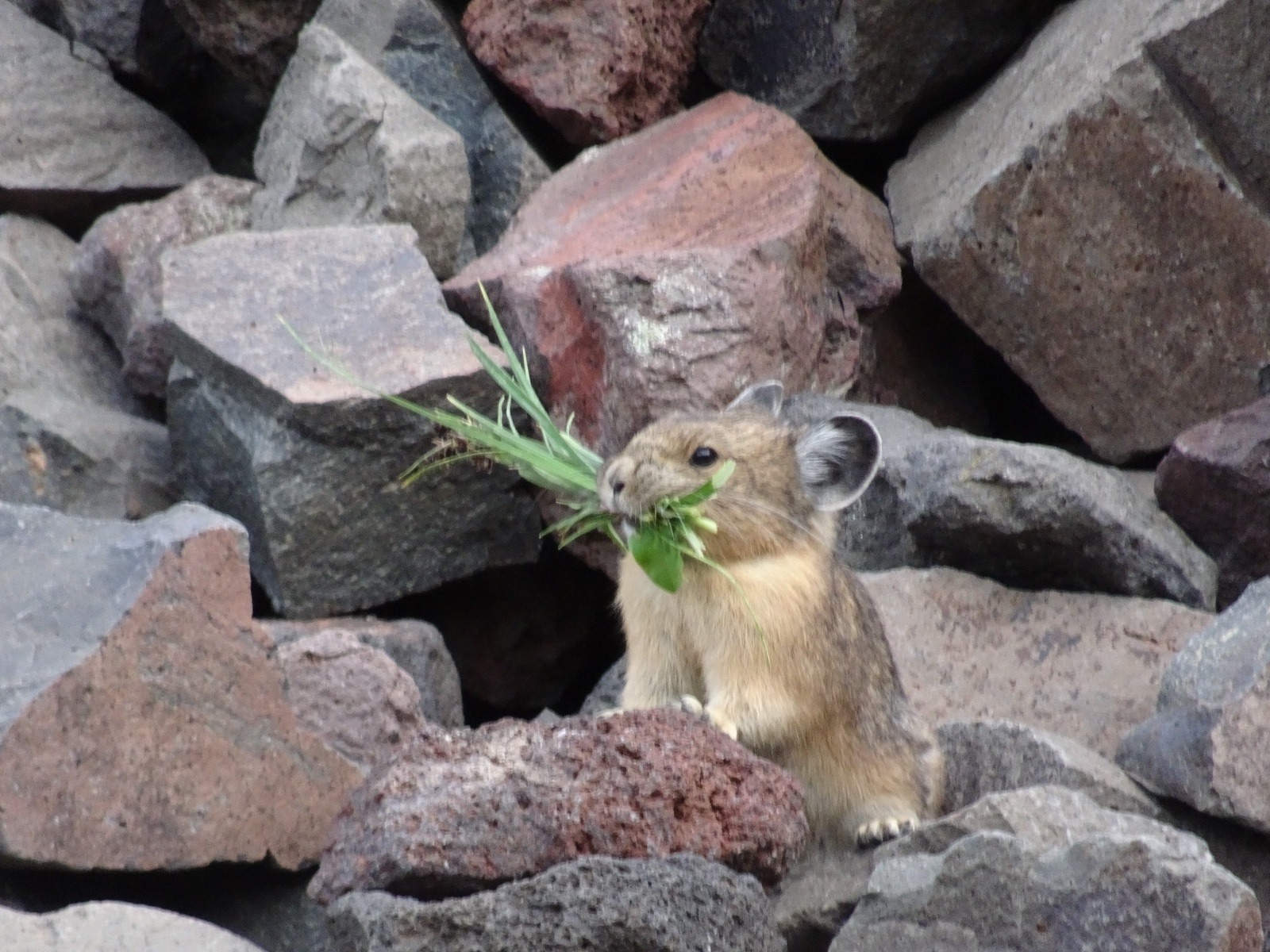 A pika up high in Greater Yellowstone. Photo by April Craighead