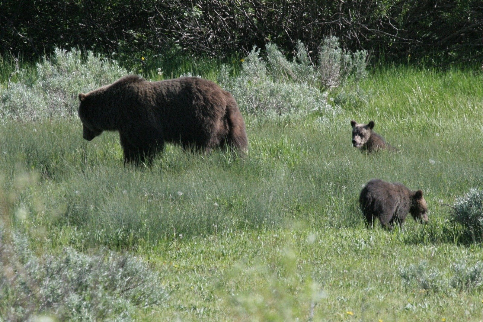 Jackson Hole grizzly mother 399 and one of her broods of cubs. Photo by Lance Craighead