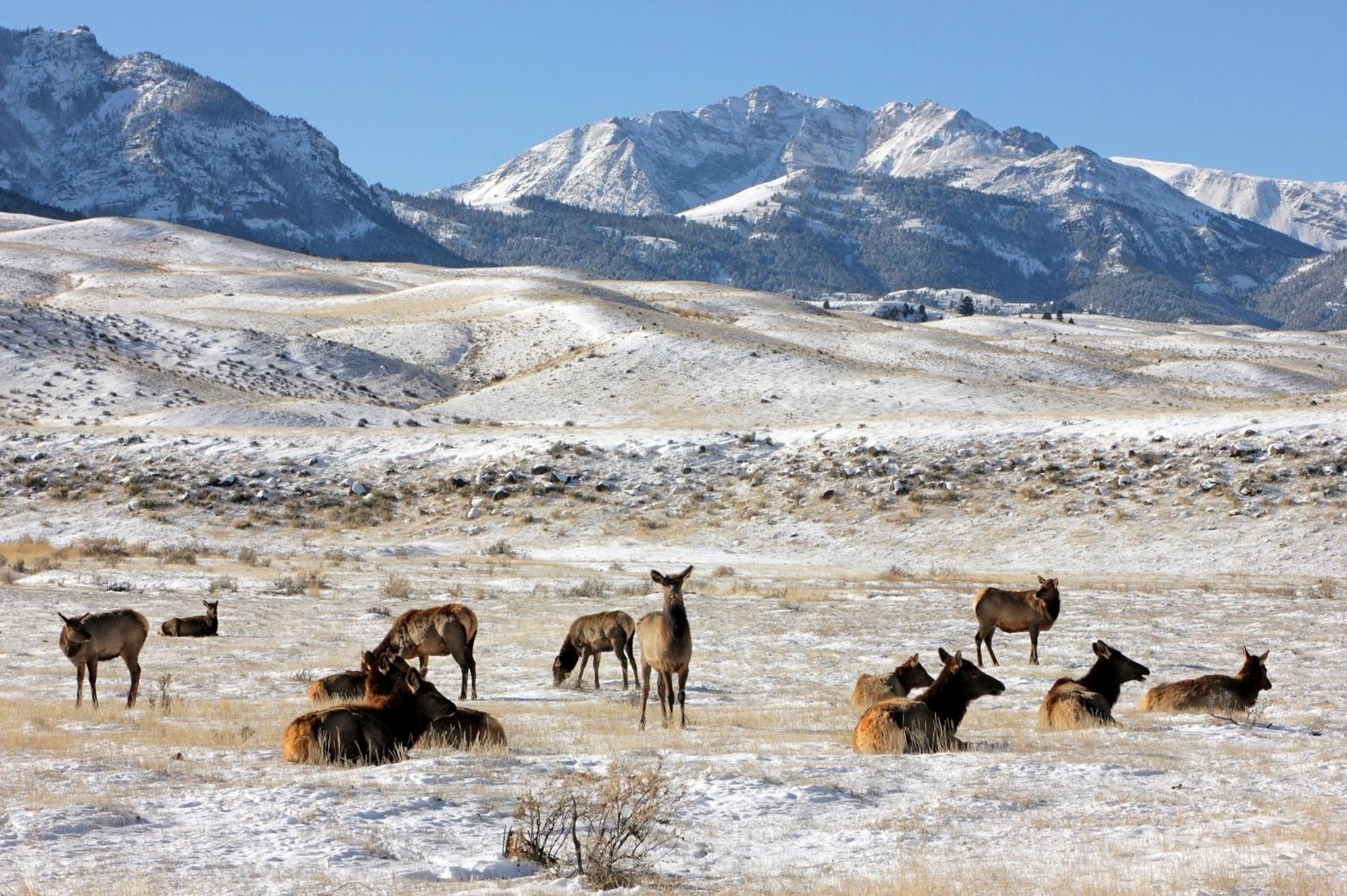 Cow elk near the north entrance of Yellowstone National Park with the 10,968′ Electric Peak rising in the background.  Electric Peak marks the start of the Gallatin Range's long northward trend towards the Gallatin Valley south of Bozeman.  Diane Renkin / NPS