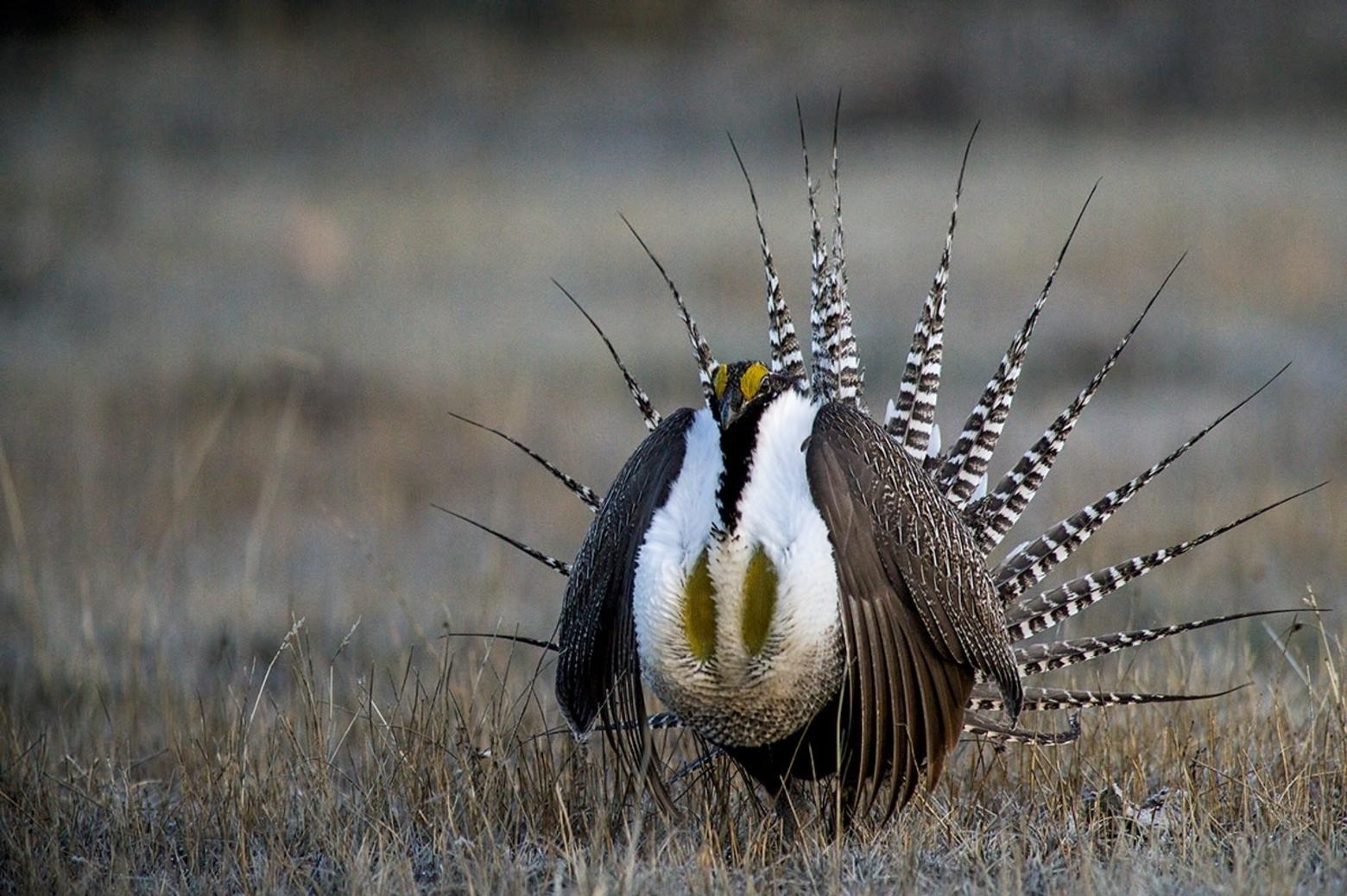 A greater sage-grouse struts his stuff in the sagebrush sea. Photo courtesy Bob Wick/BLM