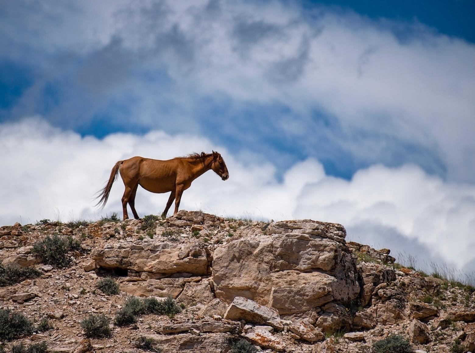 Wild horses roam the flanks of Bighorn Canyon and the Pryor Mountain Wild Horse Area.  Photo by David Hunter
