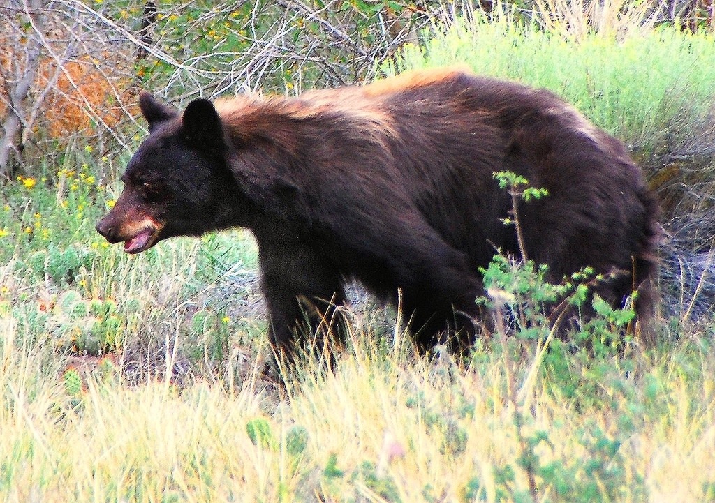 A black bear Photo courtesy Patrick Myers/NPS