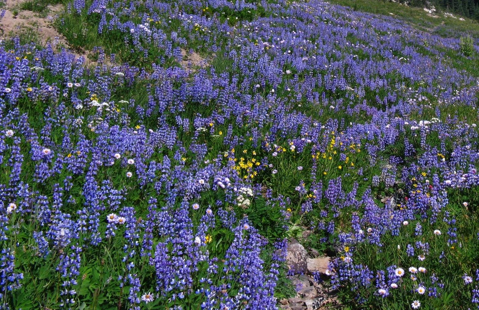 Mountain lupines run riot.  Photo courtesy NPS / Killam.  Cropped by Mountain Journal
