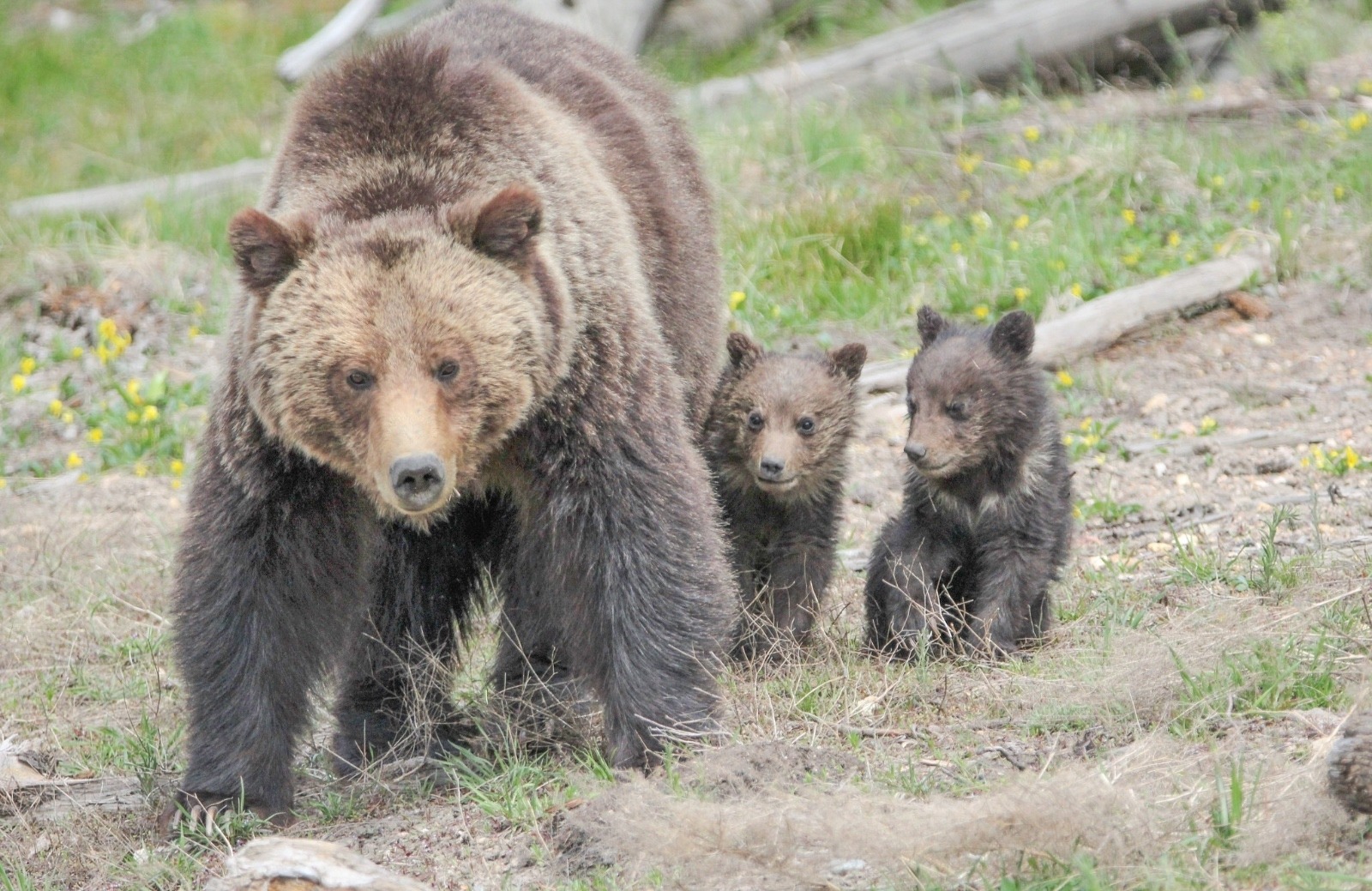 A mother grizzly and first-year cubs in Yellowstone, not unlike the adult bear killed in the Wind Rivers earlier in 2018 and her cubs orphaned and likely to die. Photo  courtesy NPS/Eric Johnston