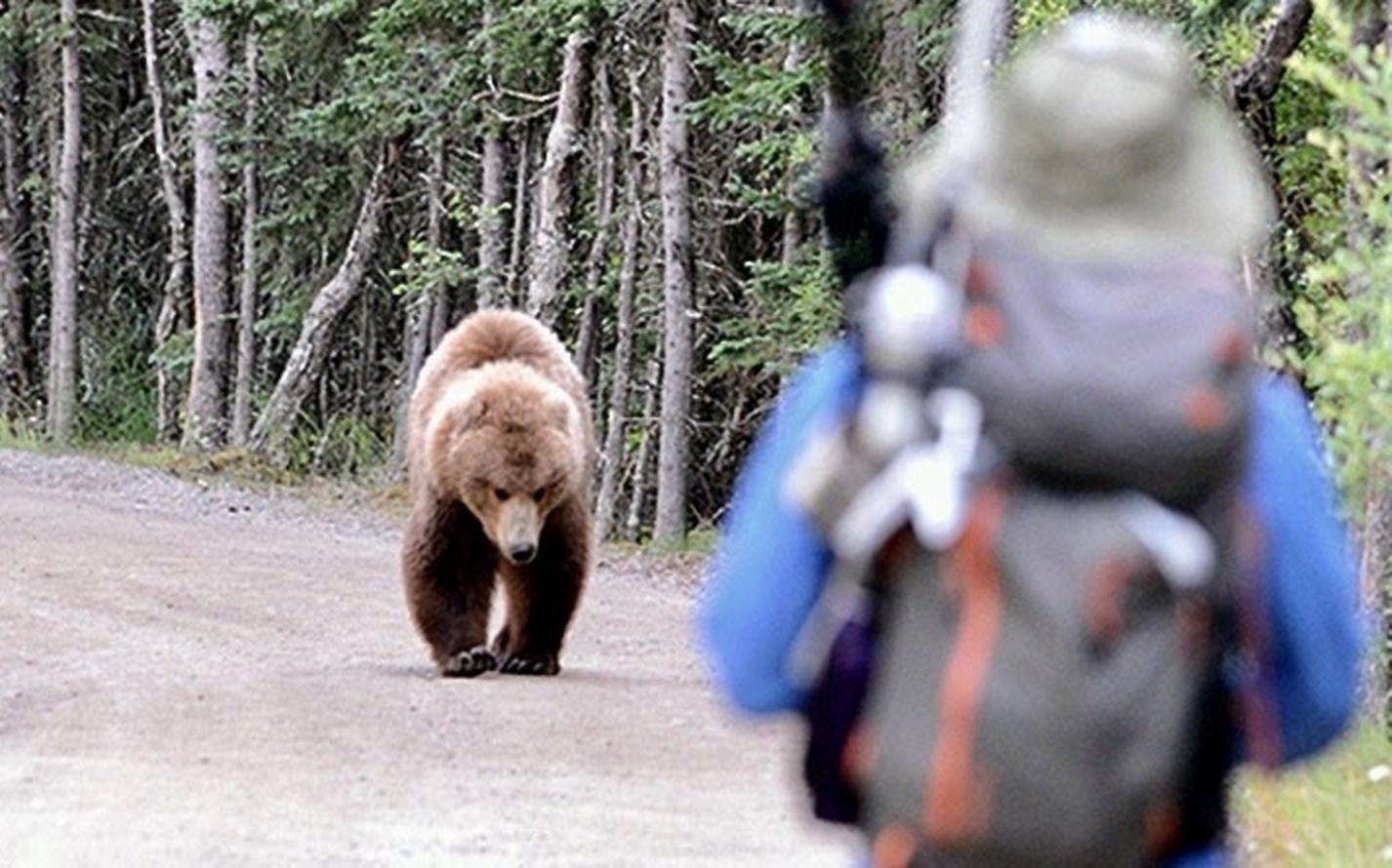Bear and hiker Photo courtesy NPS