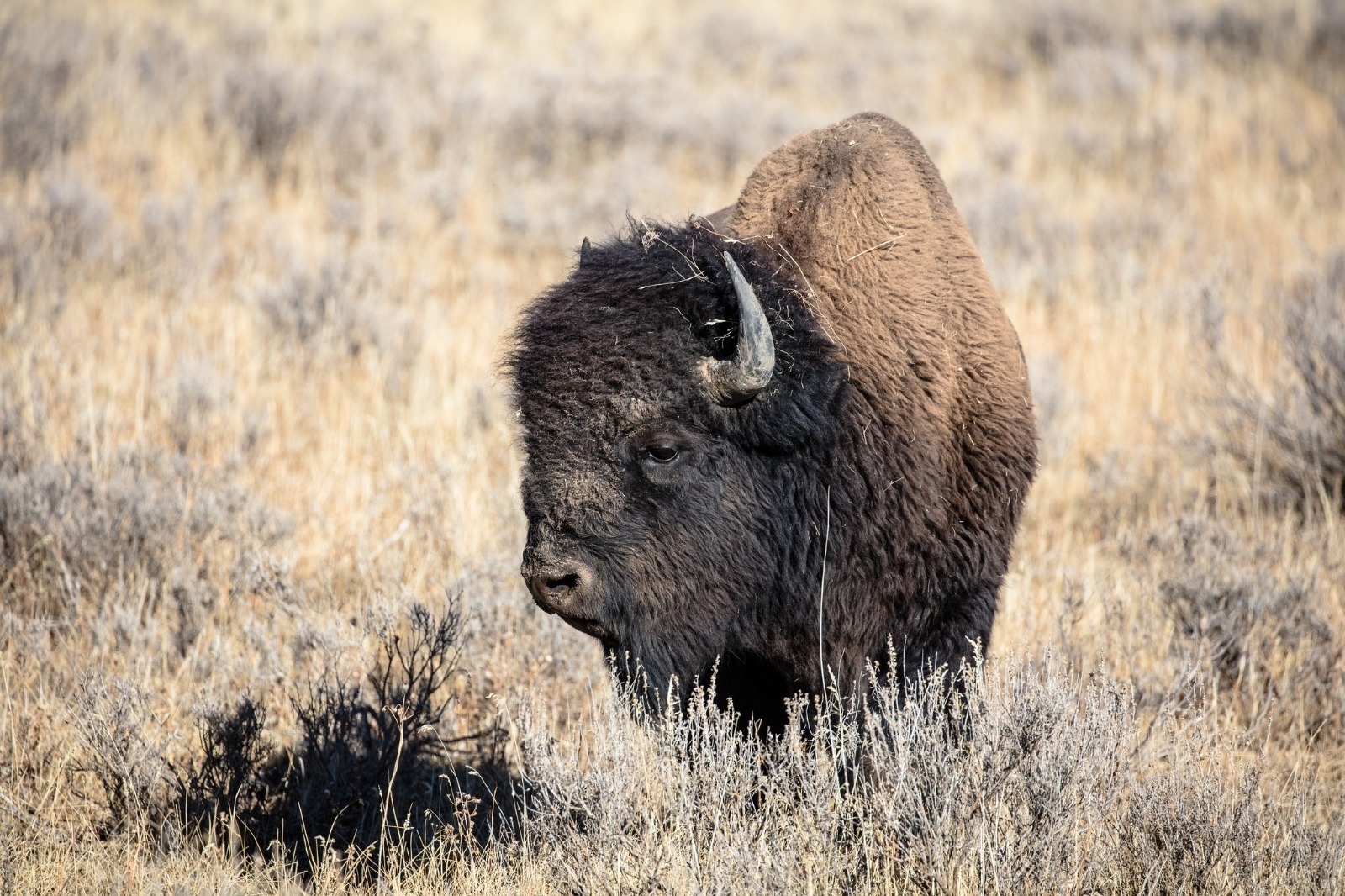 One of the significant issues Sholly faces is crafting a new management plan for Yellowstone bison, 11,000 of which have been shot or sent to slaughter upon entering Montana. Photo courtesy NPS