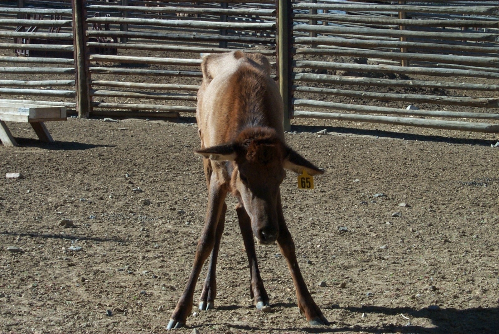 An elk infected with always-fatal Chronic Wasting Disease, a growing threat to wildlife in the Greater Yellowstone Ecosystem.  Photo courtesy Wyoming Game and Fish